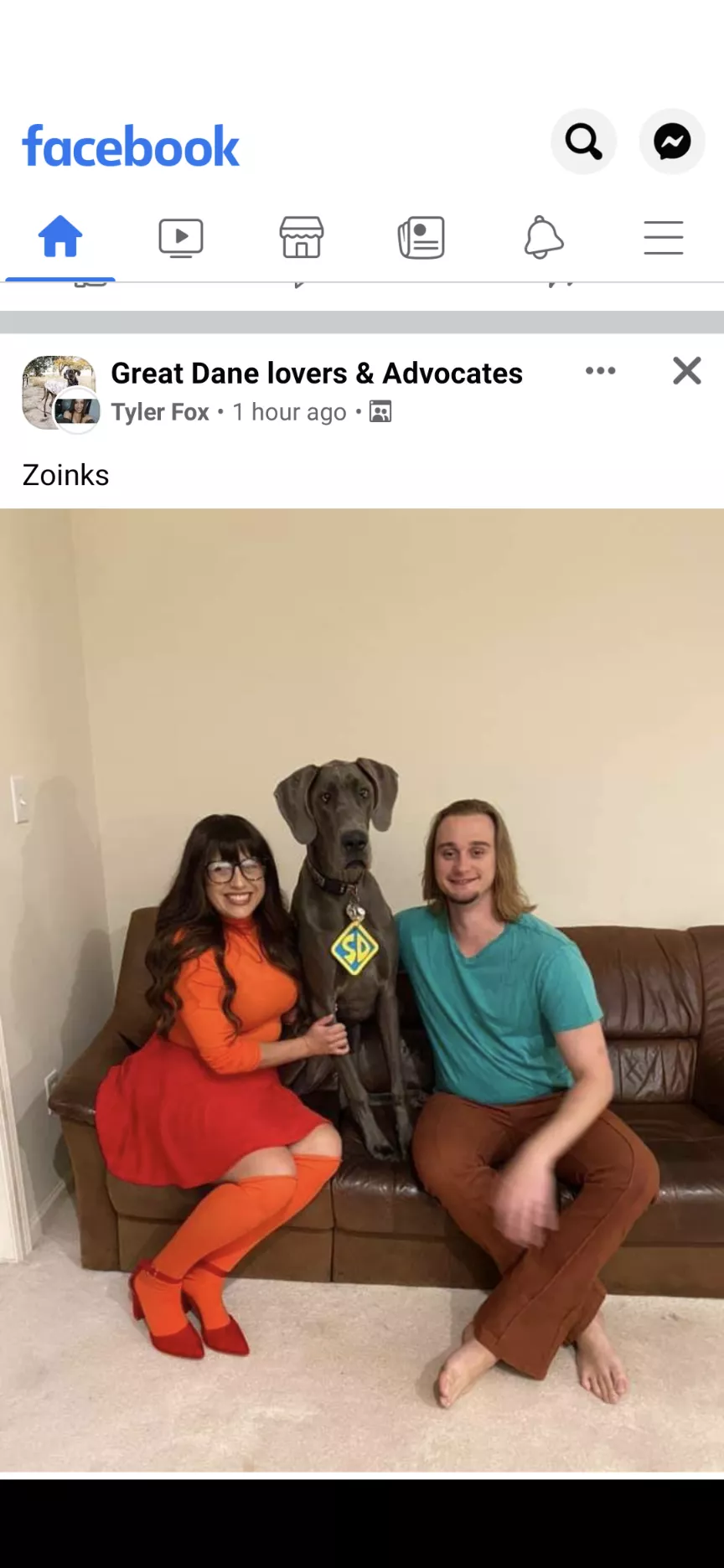 35M Looking for a Velma or Daphne to go out and about in STL area like this picture. I have the dog, and will dress up also