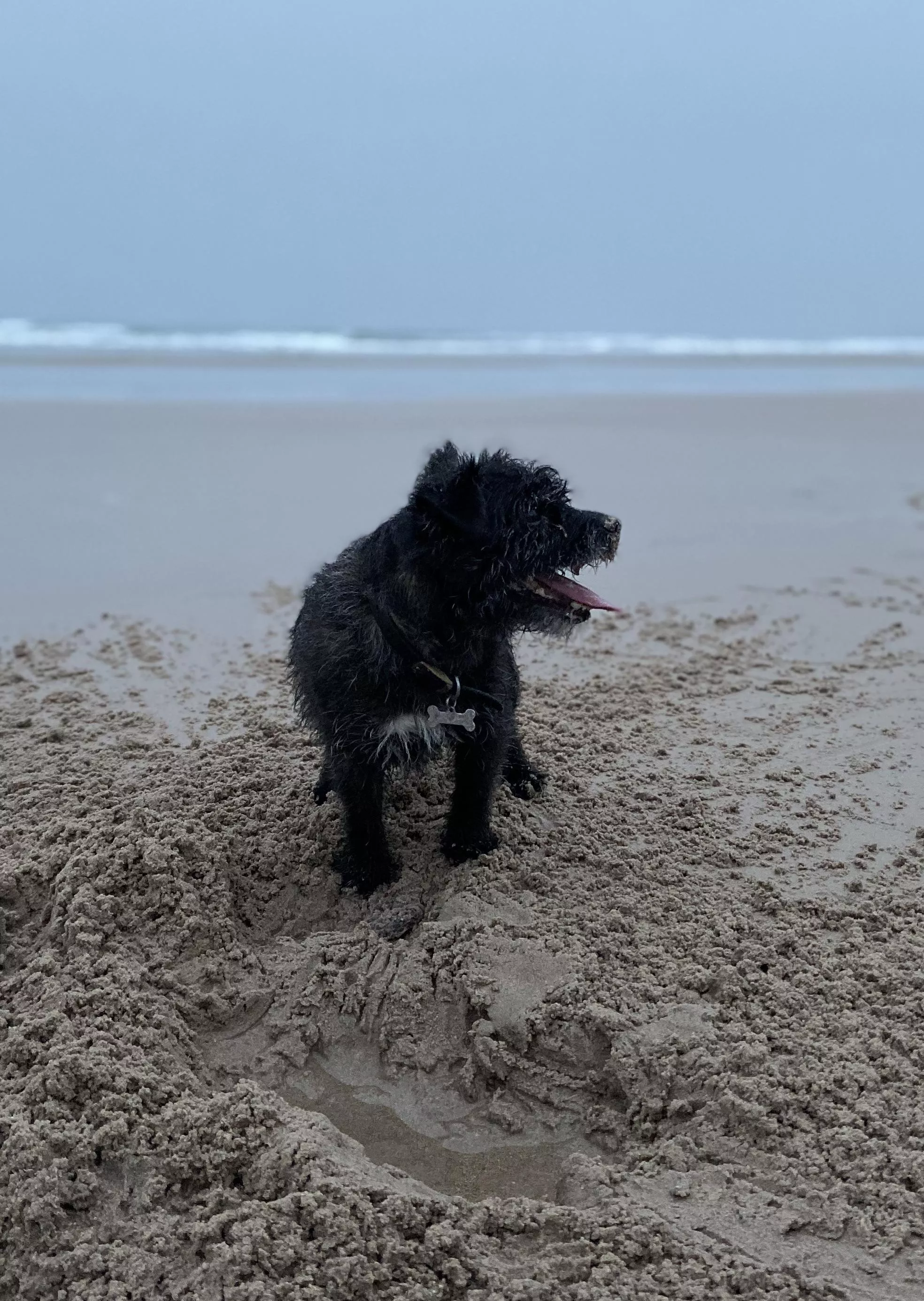 A sandy Terrier at Bamburgh, UK