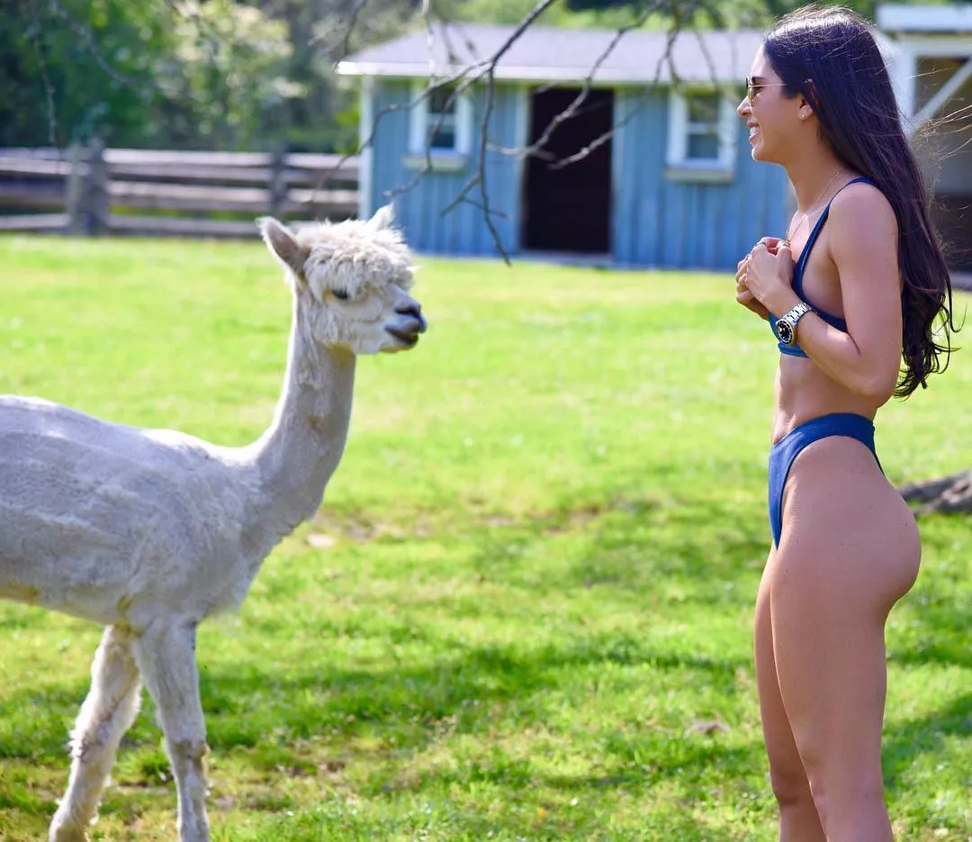 Alpaca