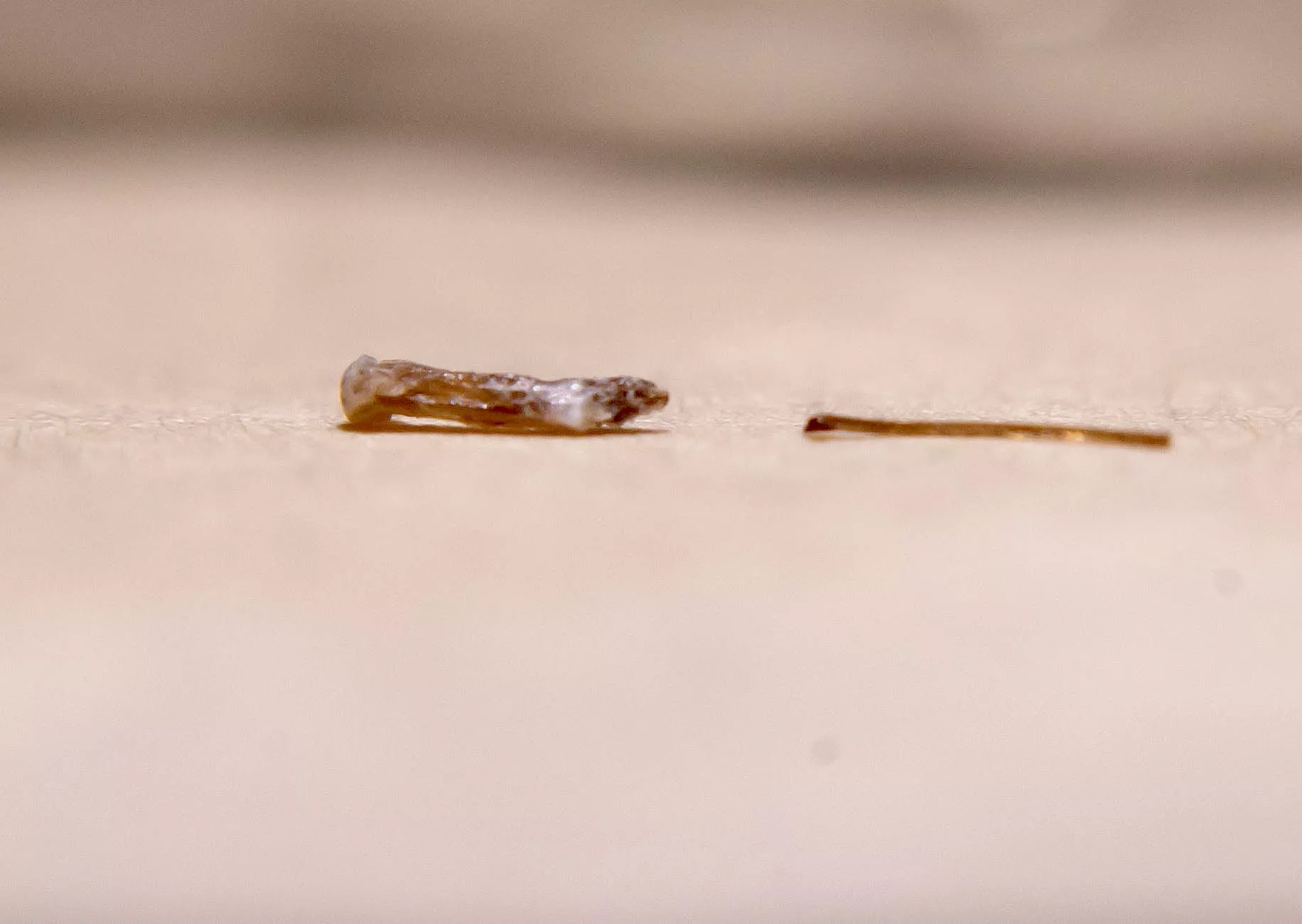 an absolute THICK facial hair i pulled out post laser hair removal. itâ€™s next to a normal facial hair for reference. you can see how laser literally melted it and cooked the follicle.