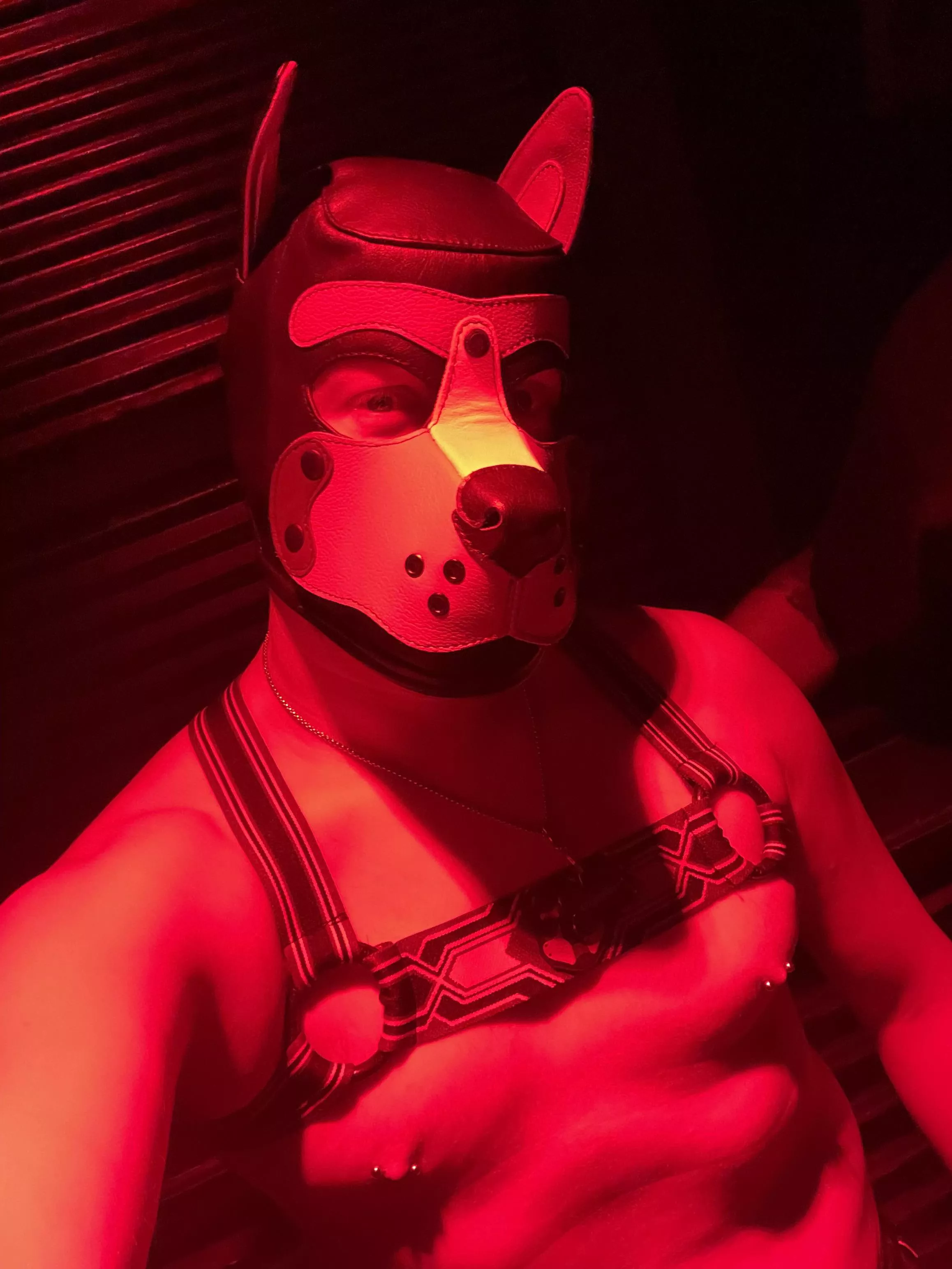 Arf pups! Took a break but back with a new handle. Pics from my first night out in my hood. 🐶