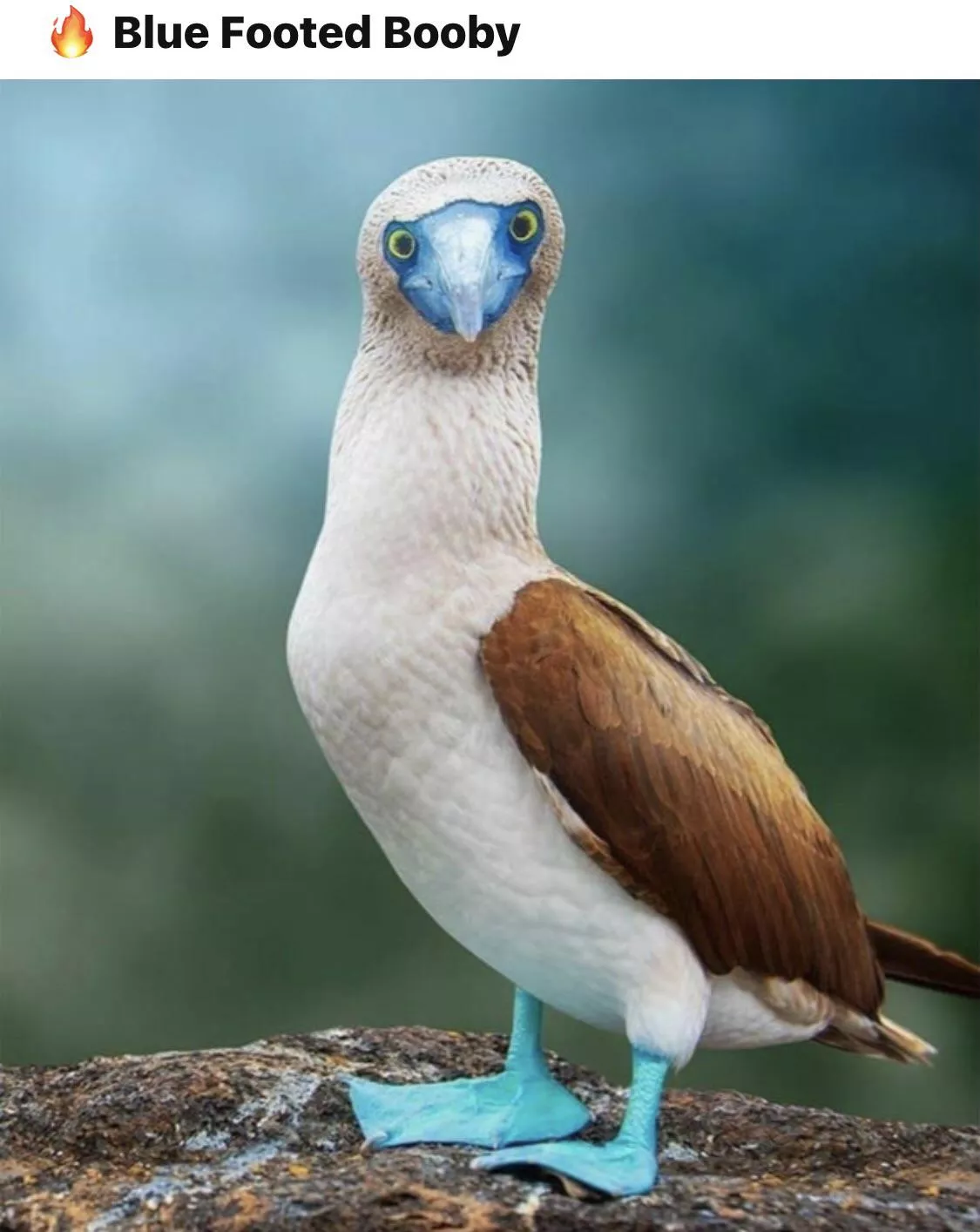 Blue Footed Booby