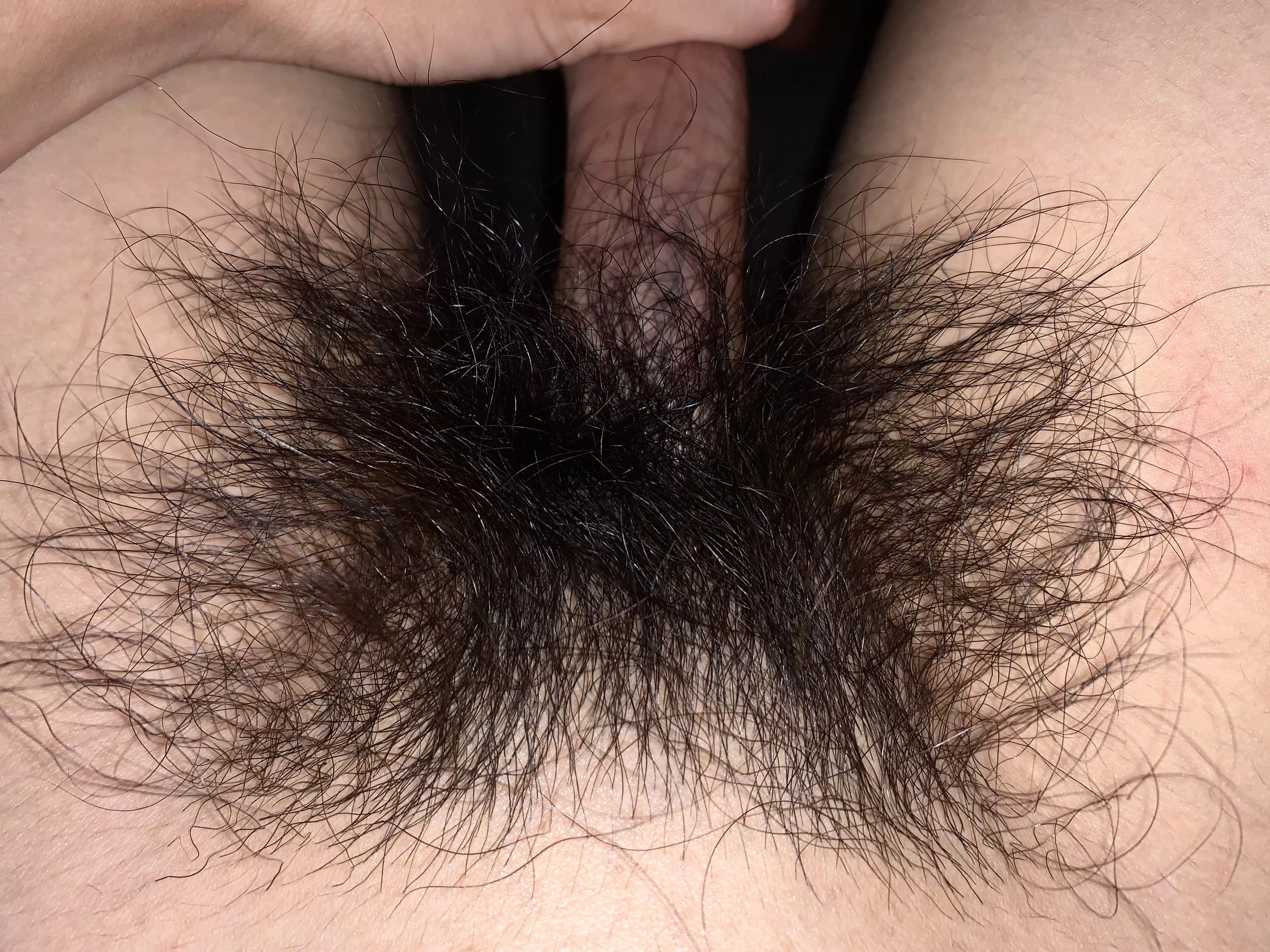 Bush Update: Getting very hairy and thick!