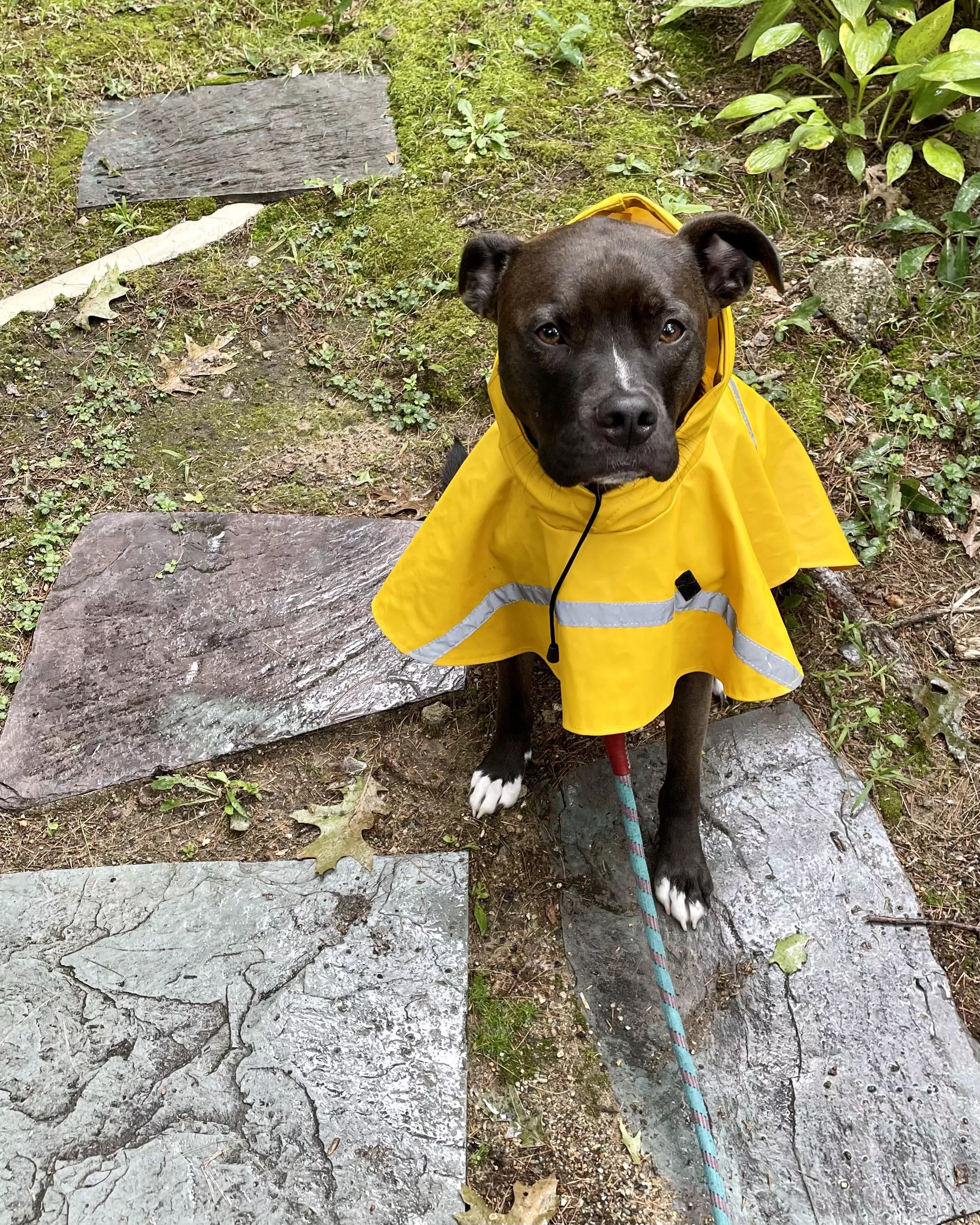 California dog now in New England, all ready for a Nor’easter!