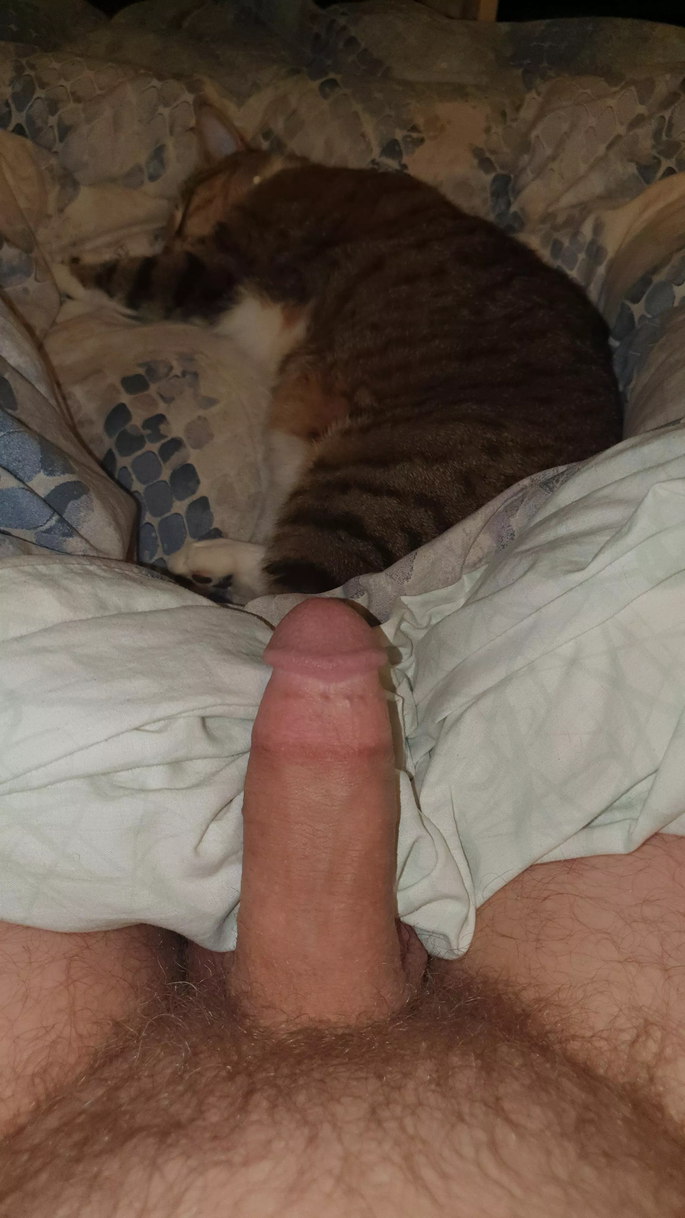 Cock and pussy