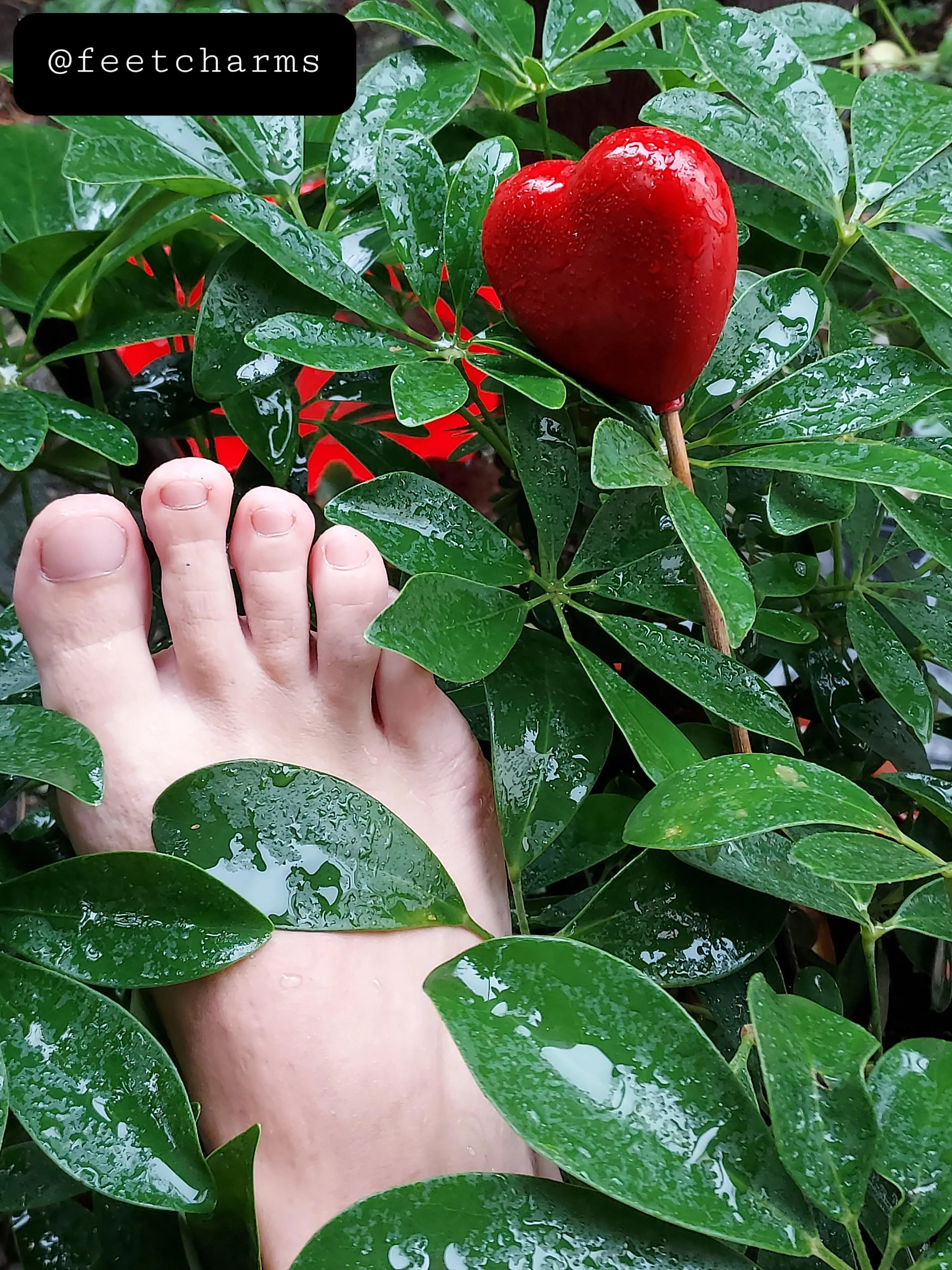 Connecting my feet with nature❤. My soles are spoiled by fresh rain water🌧. Wanna go wet together?