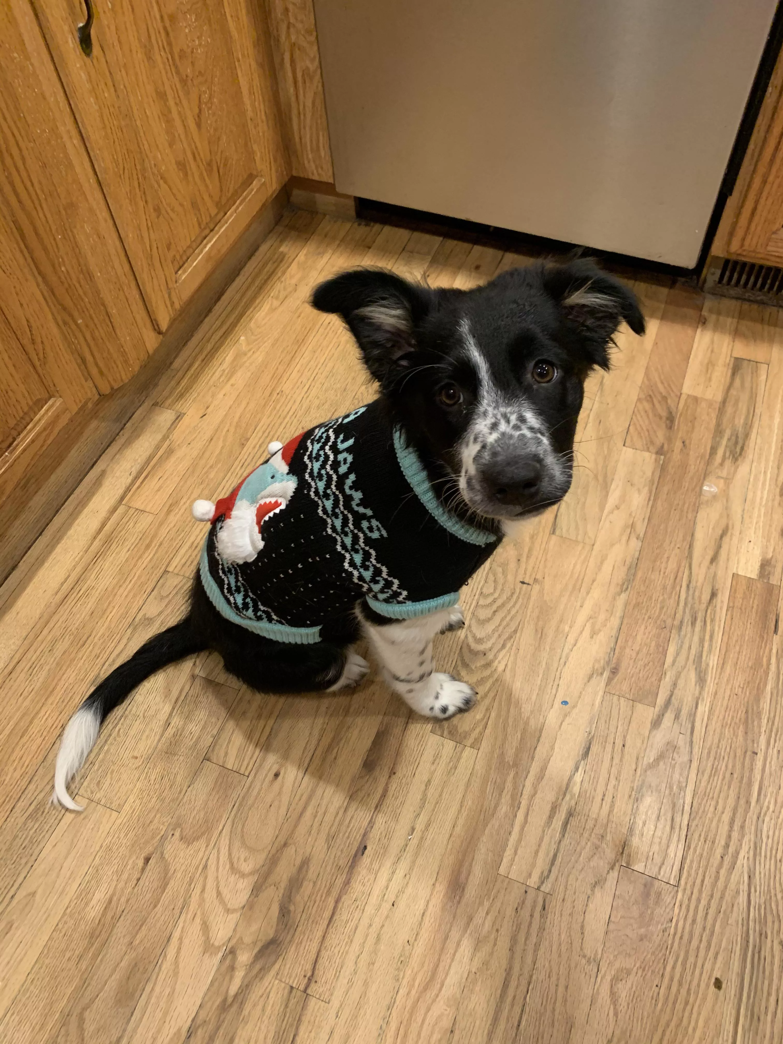 Cookie in her Christmas sweater