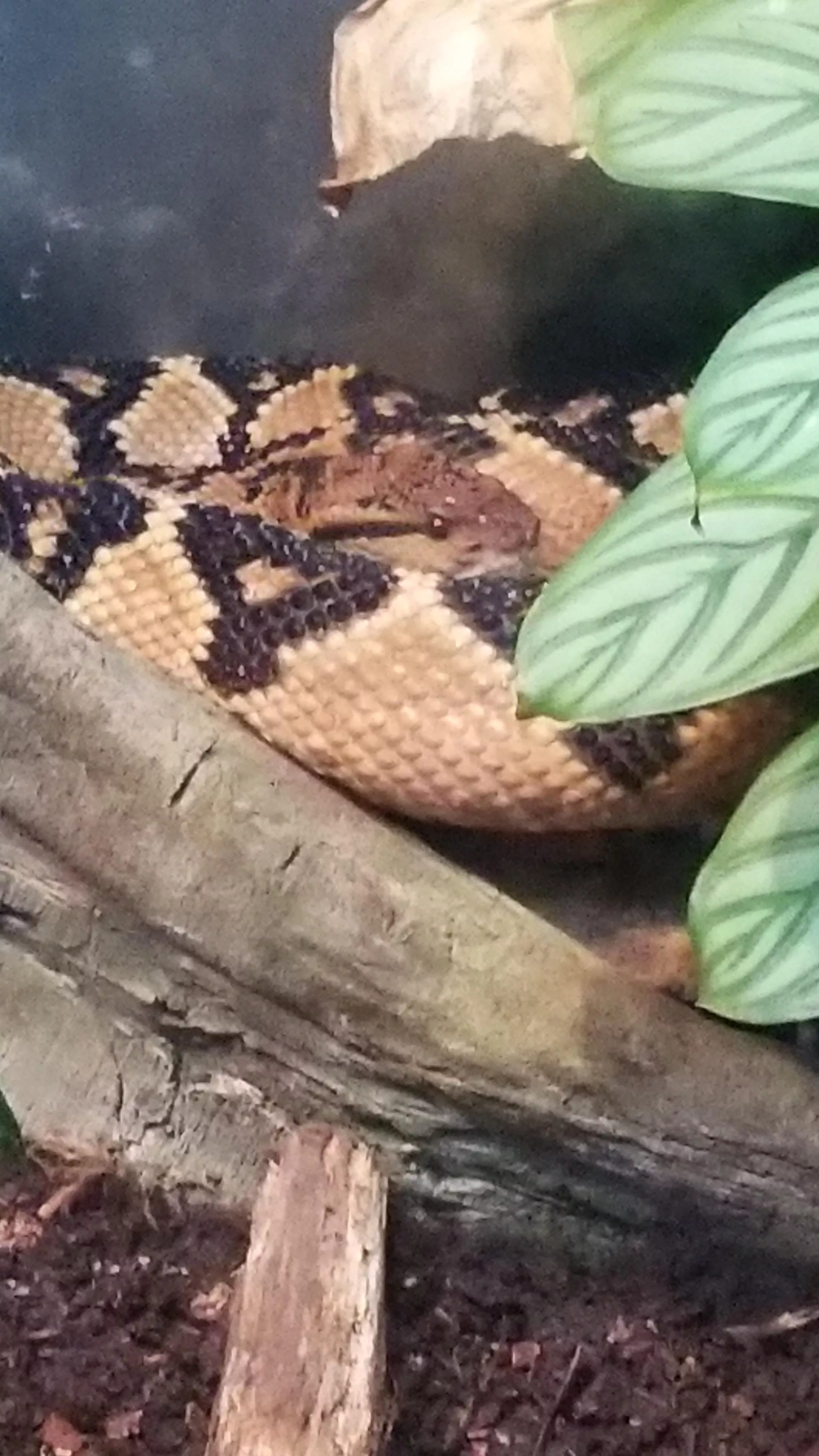 Cool photo of snek