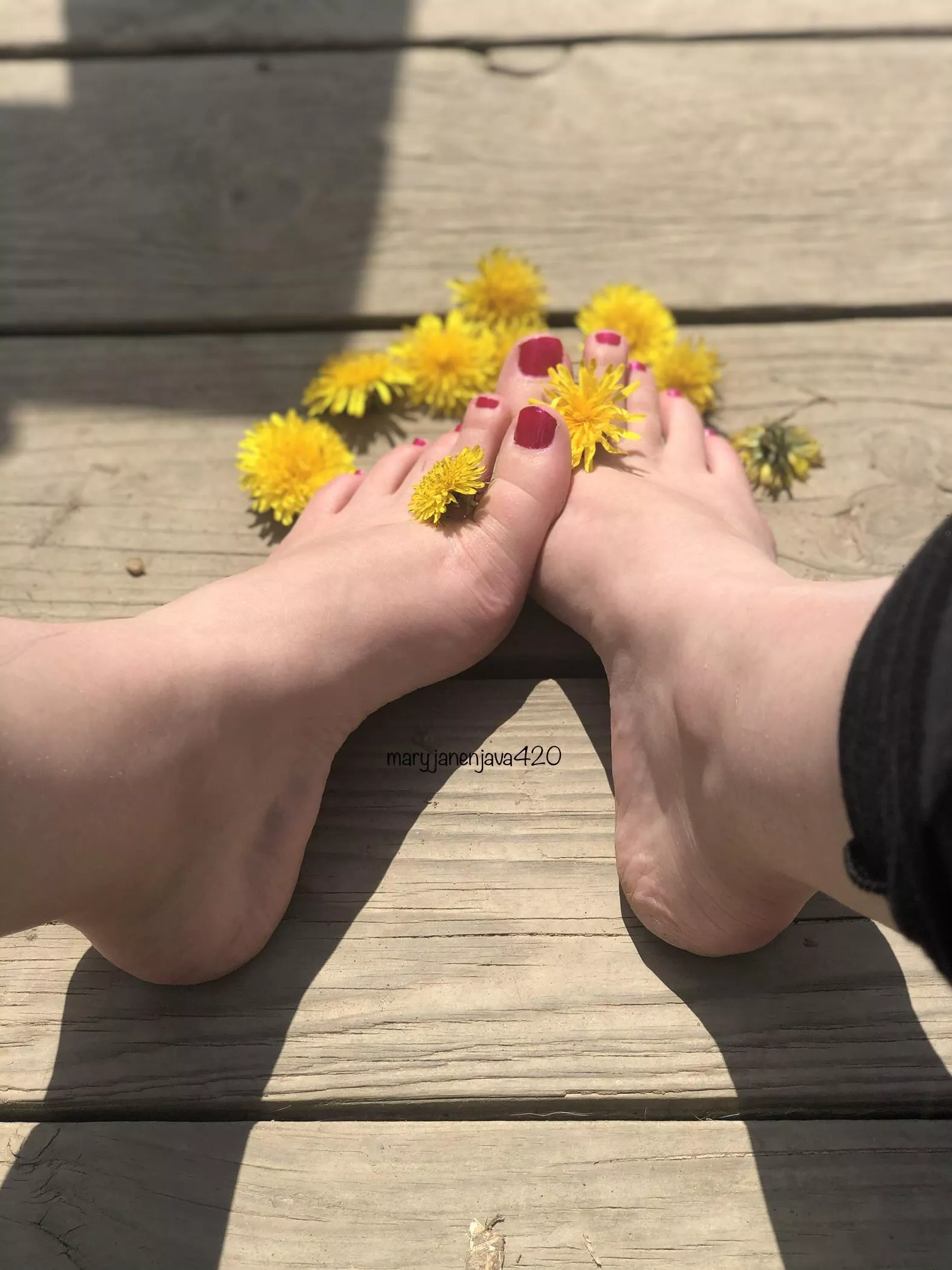 Couldnâ€™t resist. Making salve out of these dandelions, but thought Iâ€™d have a photo shoot with them first ðŸ’›