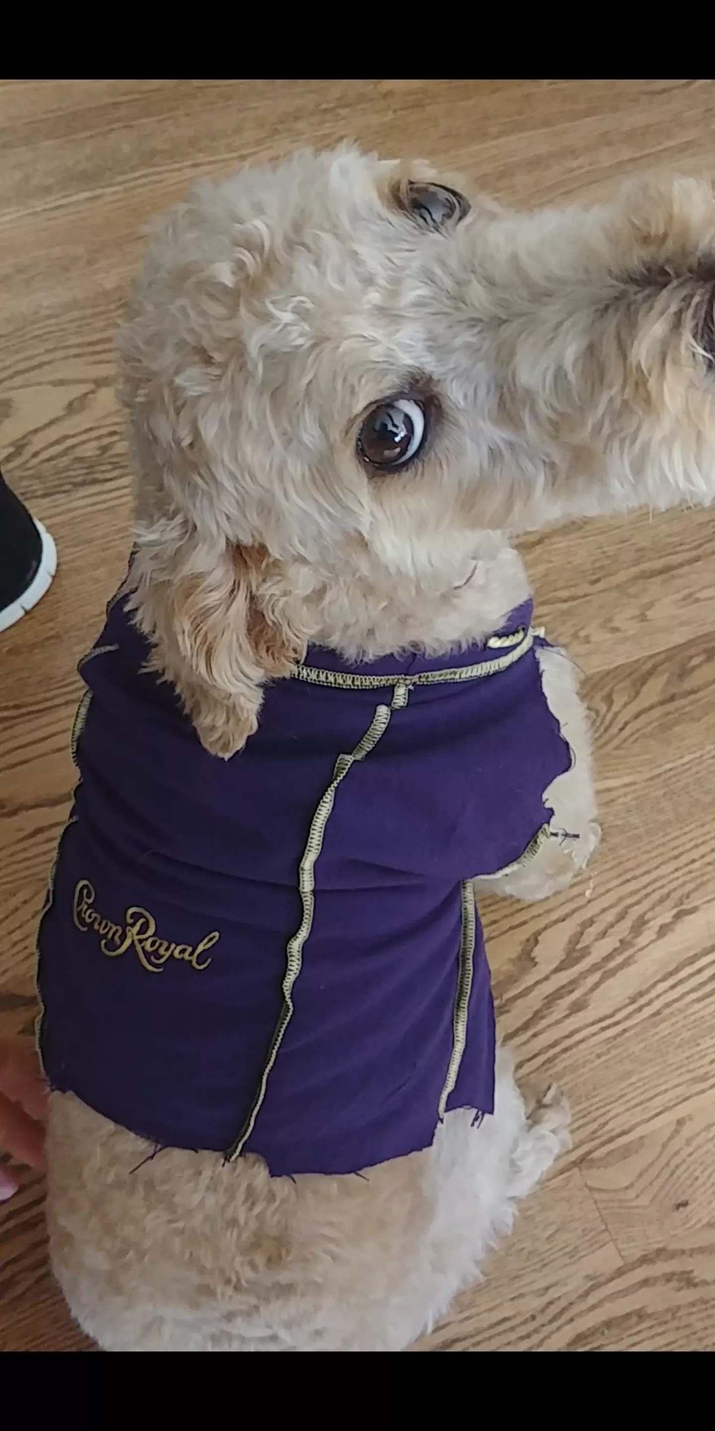 Crown Royal sweater