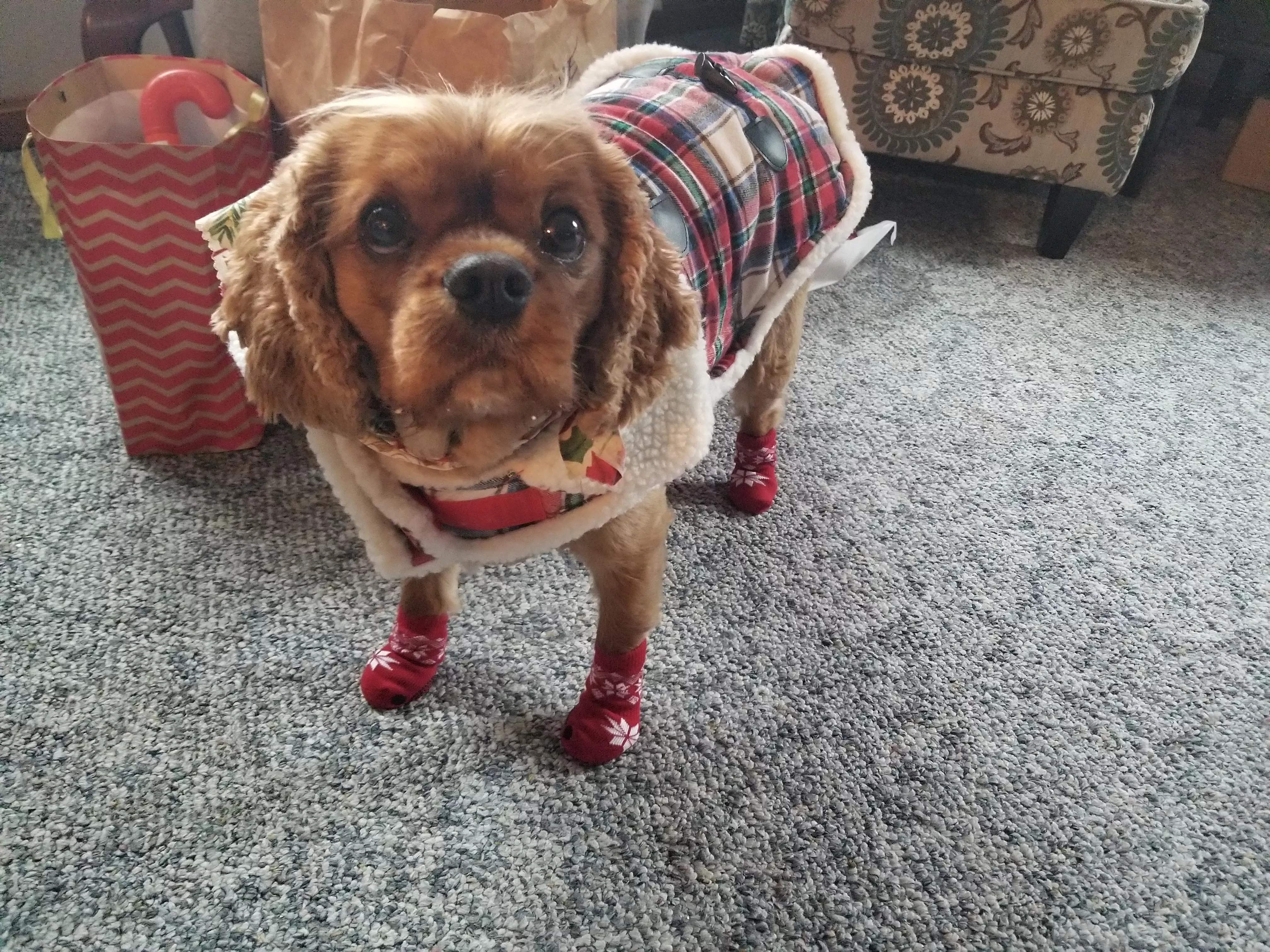 Dickens was displeased with his new socks.