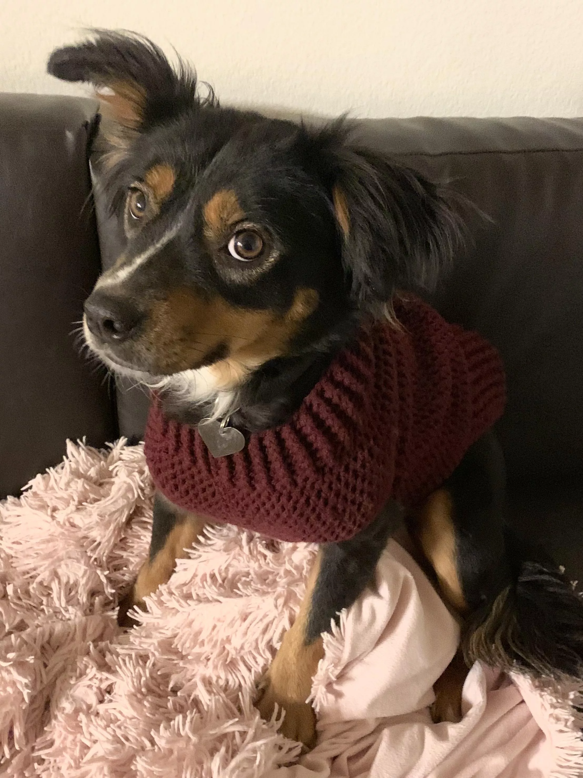 dog sweater for a quarantine project