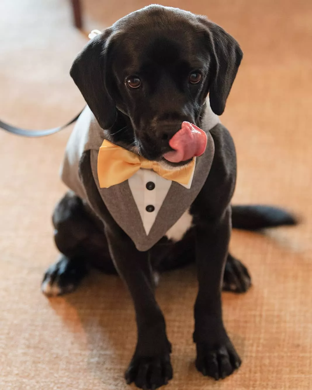 Doggie in his wedding tux