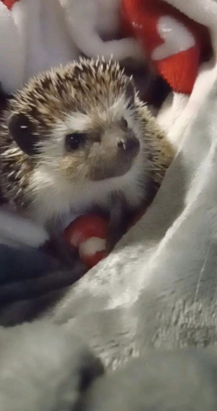 Everybody meet my hedgehog. Her name is pinecone🥰💕