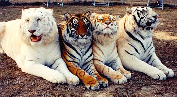 From left to right: snow white, standard, golden and white