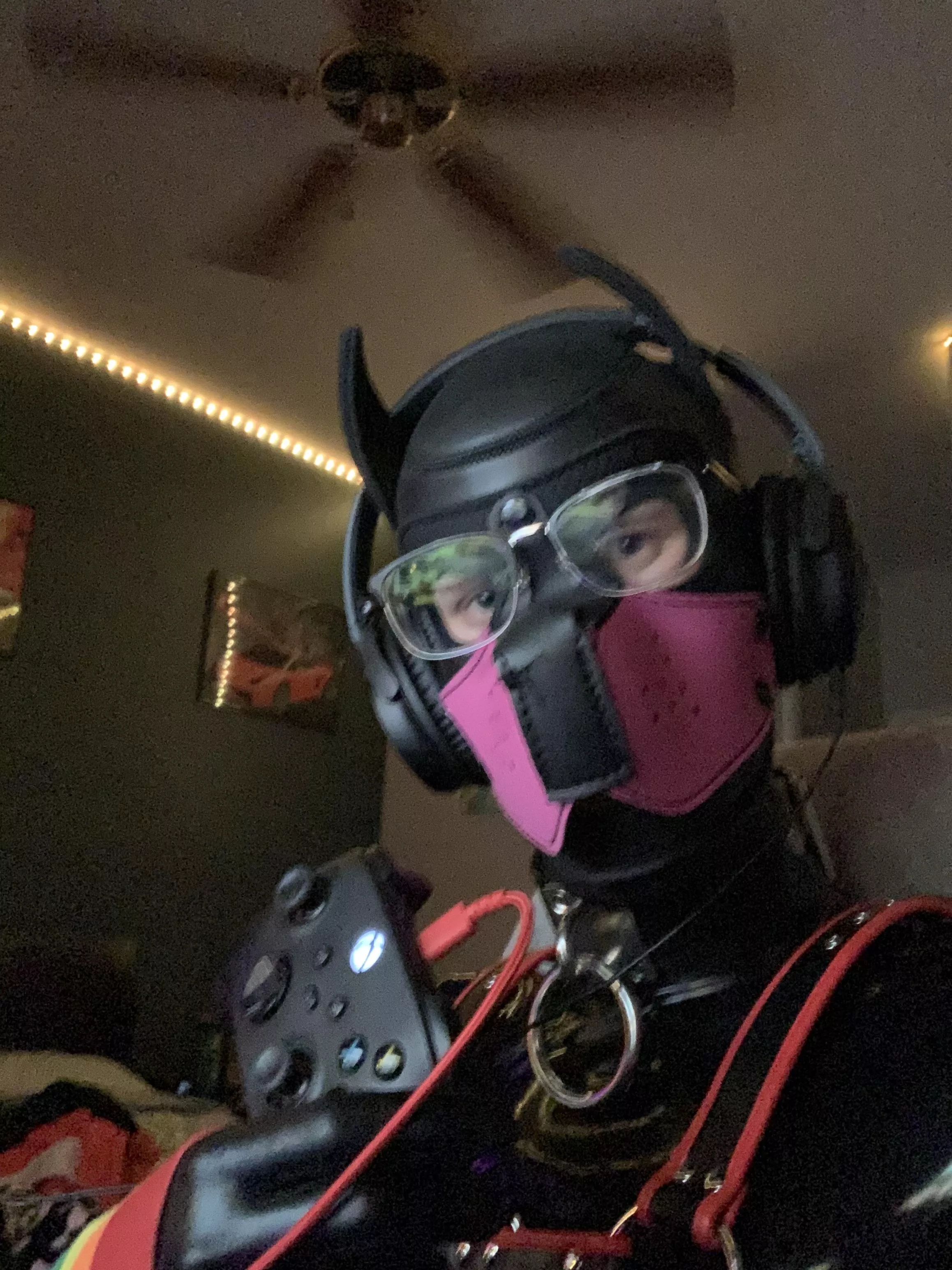 Gamer pup