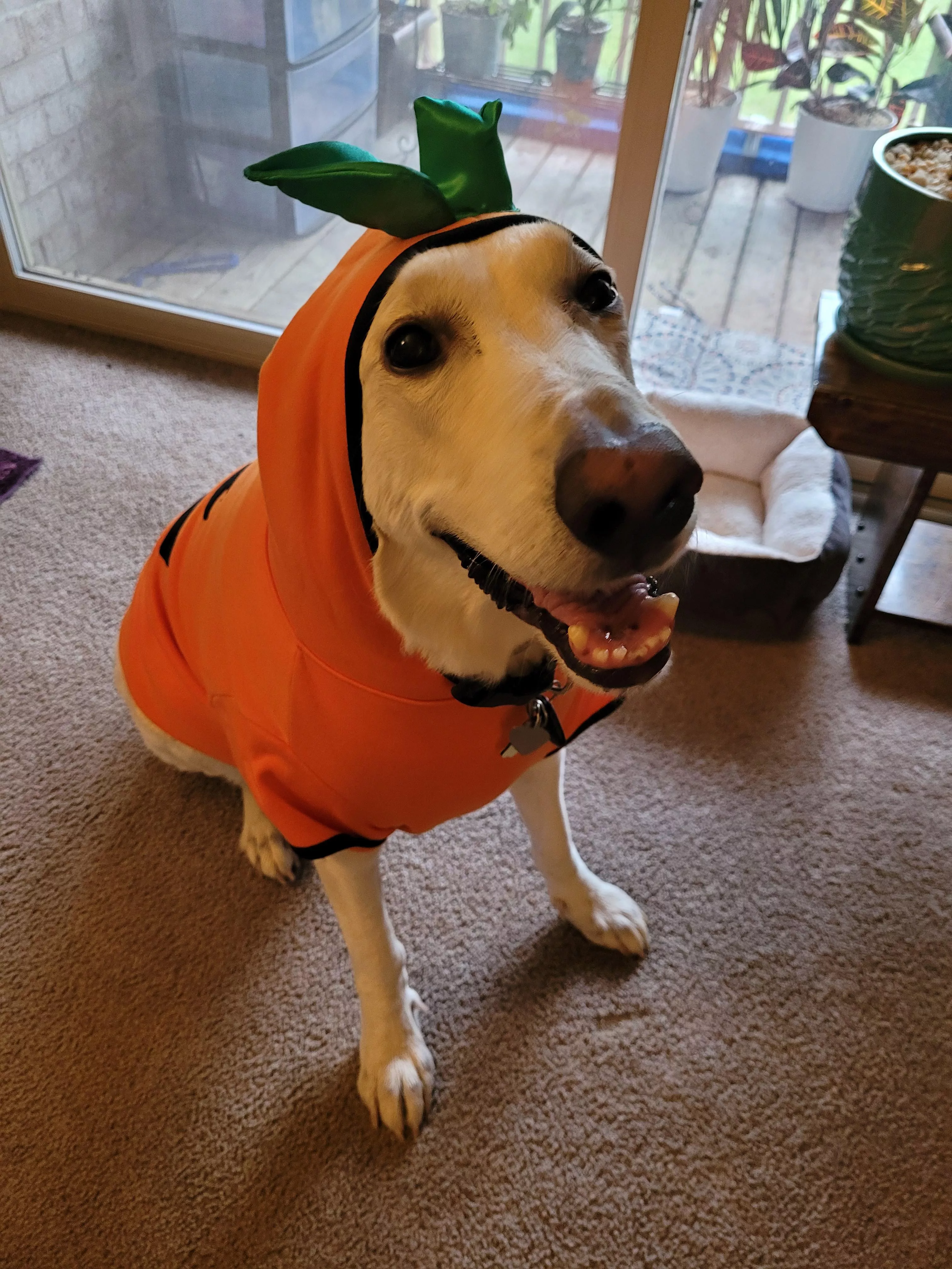 Ghost is getting ready for Pupkin Spice season!