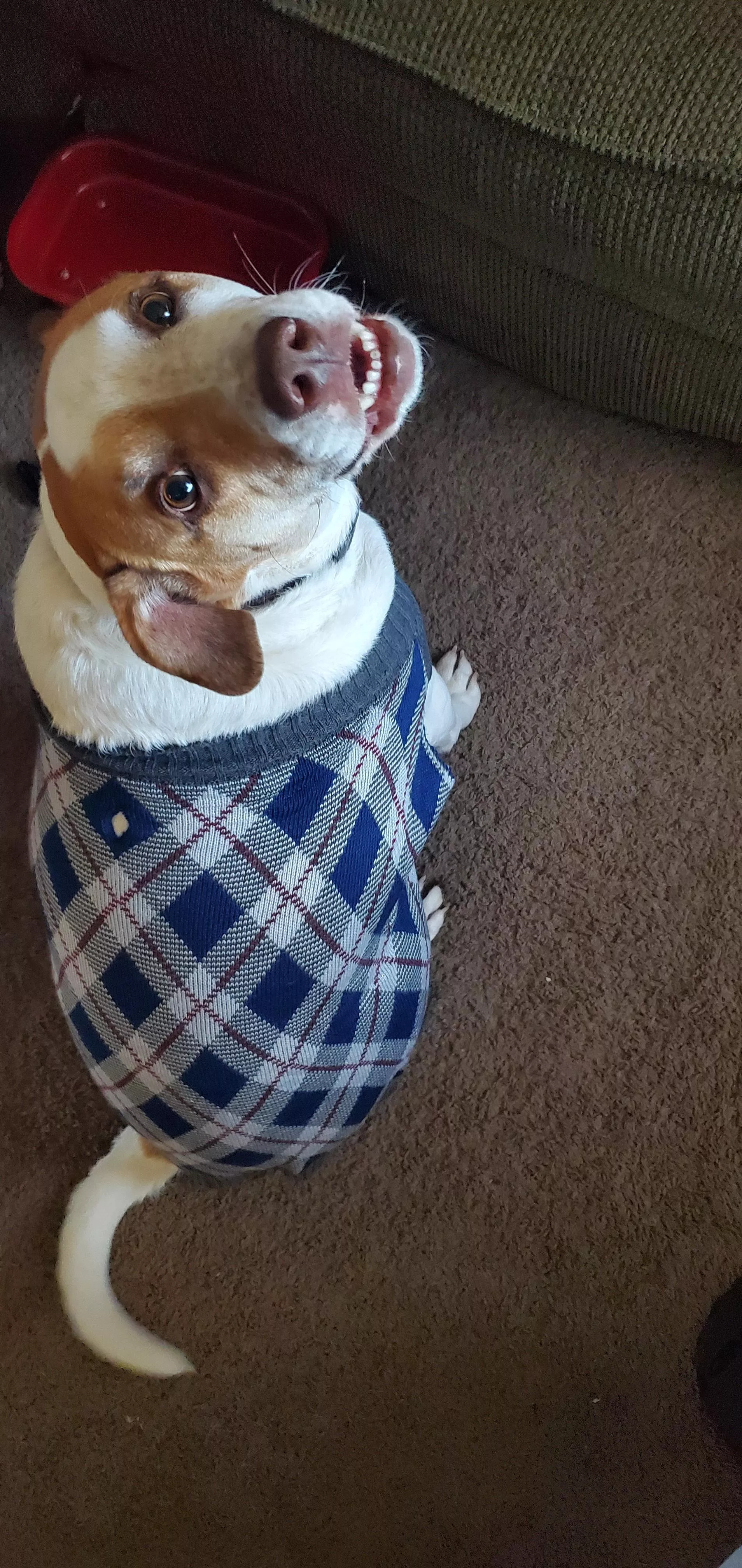 Good Boy in His Sweater