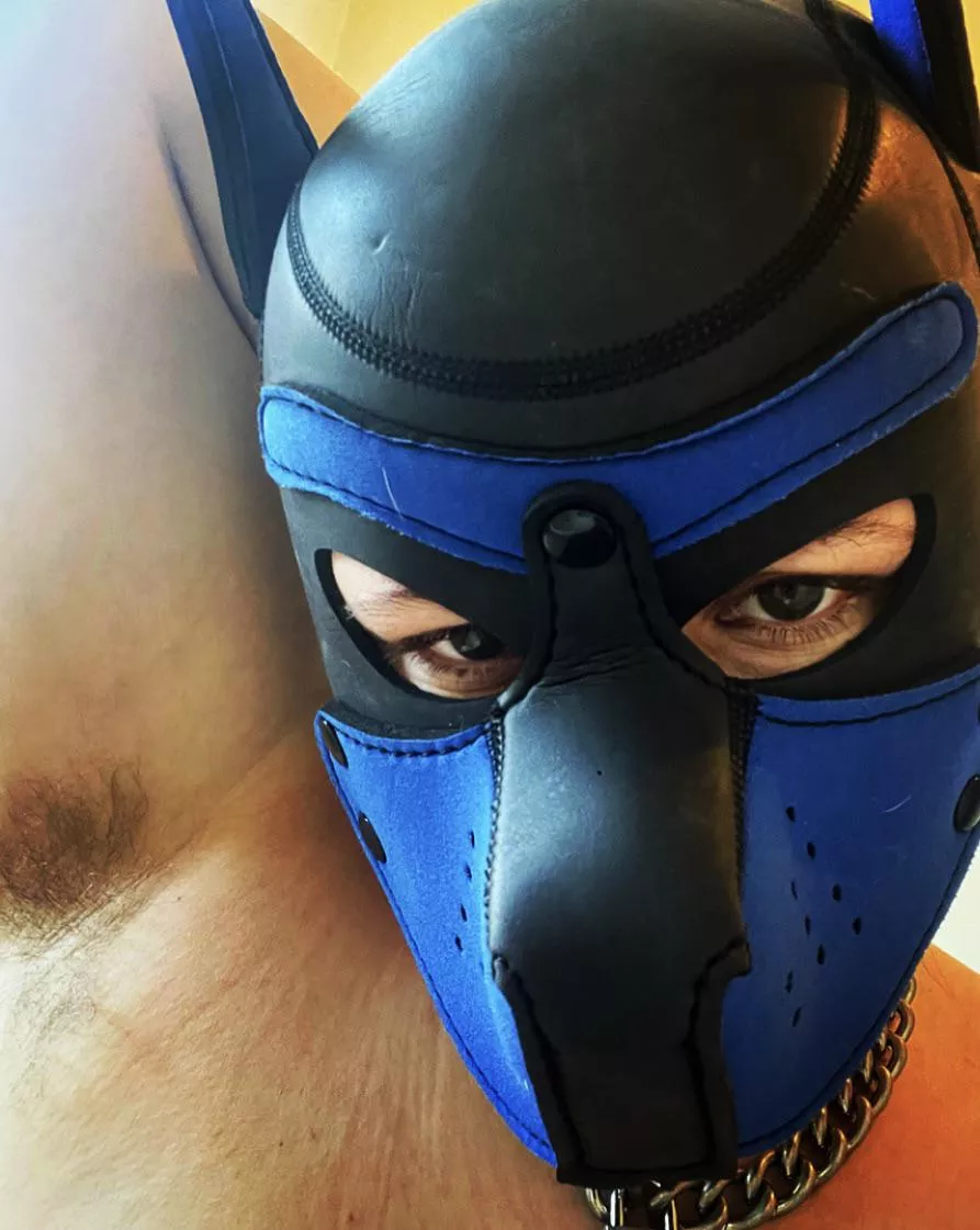 Good morning pups!