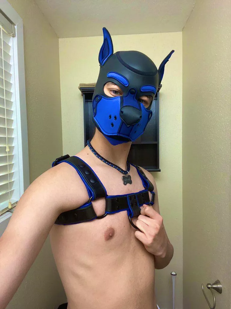 Got my new harness! What do y’all think?