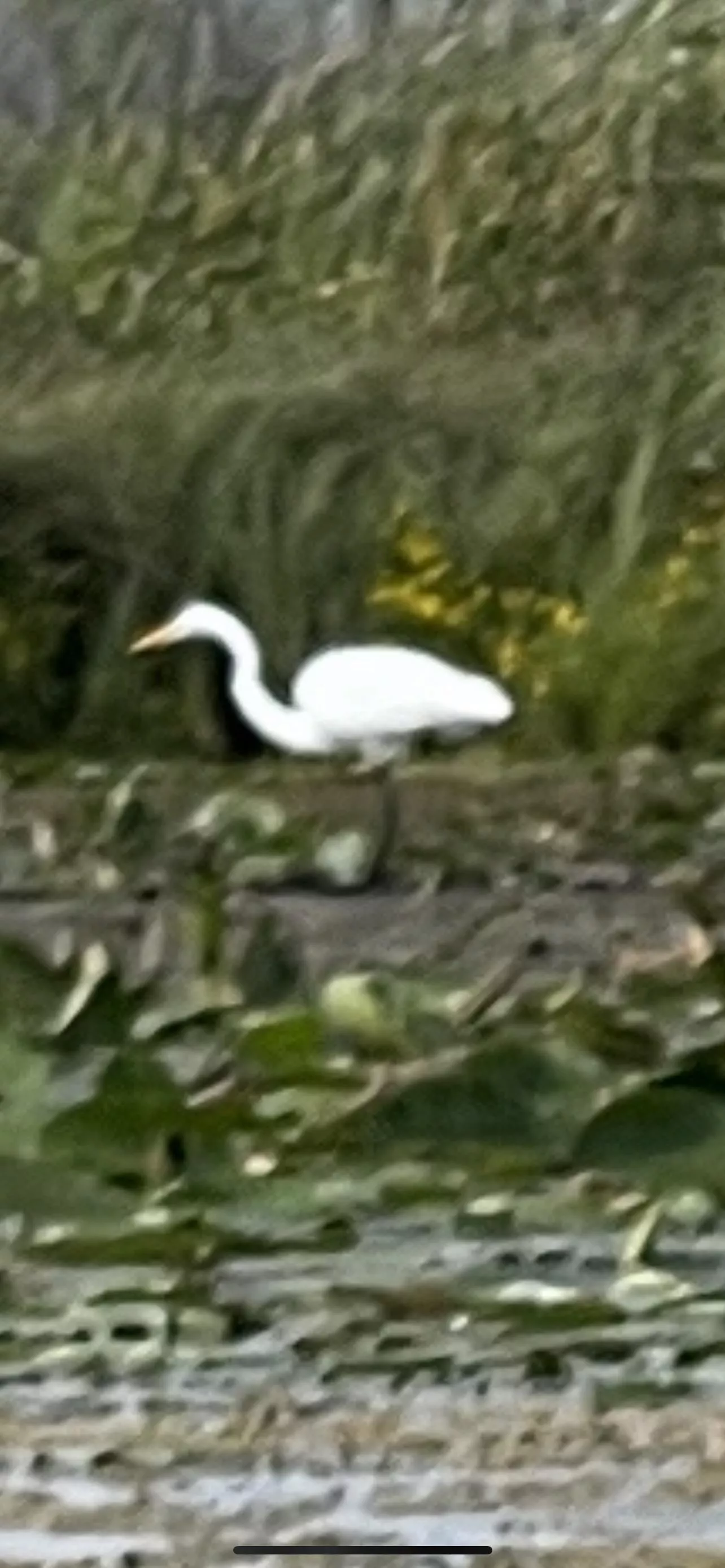 Great Egret