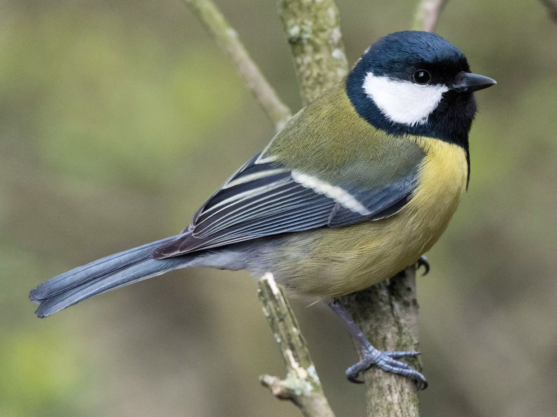 Great Tit