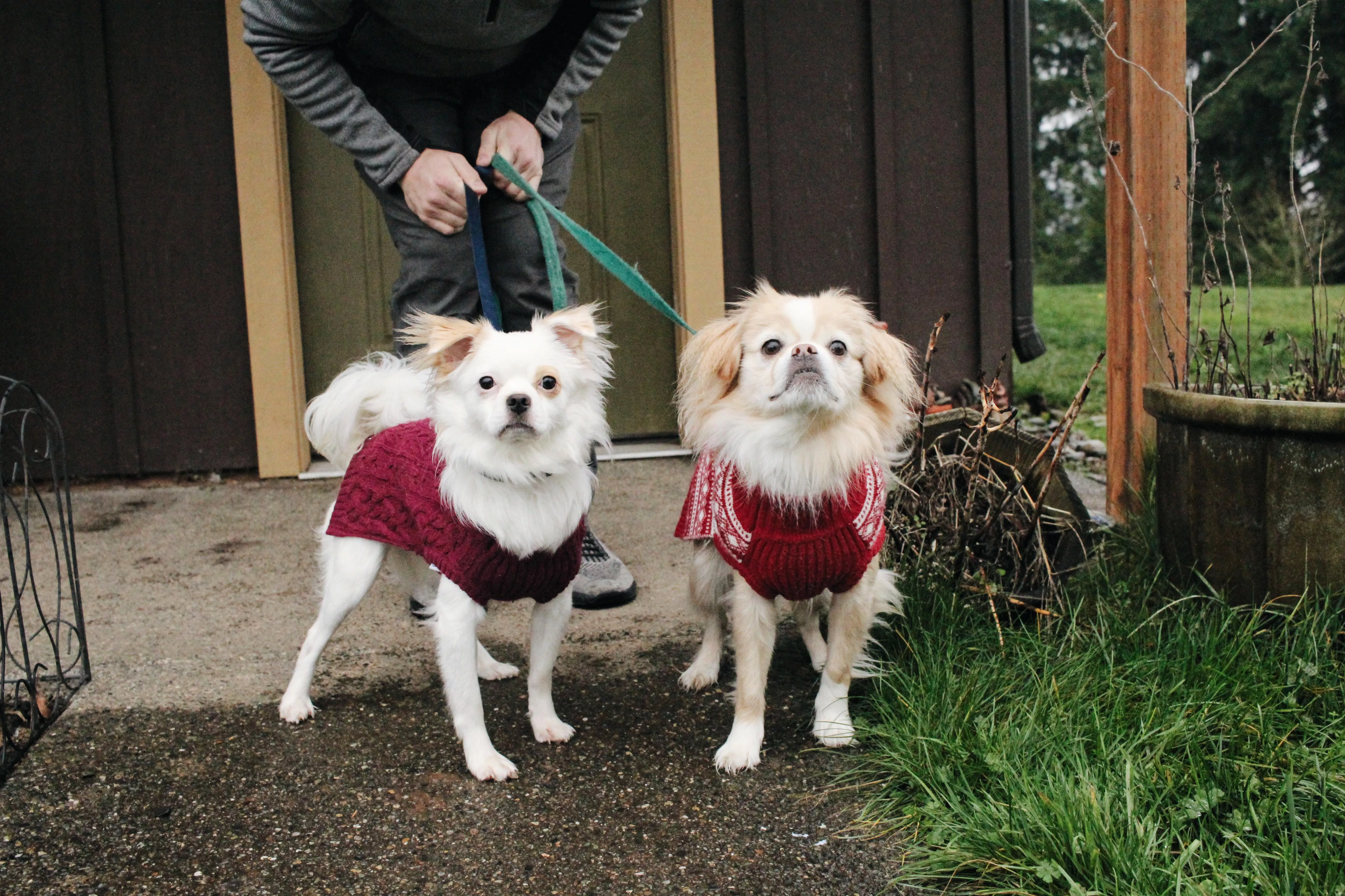 Handsome puppers in sweaters