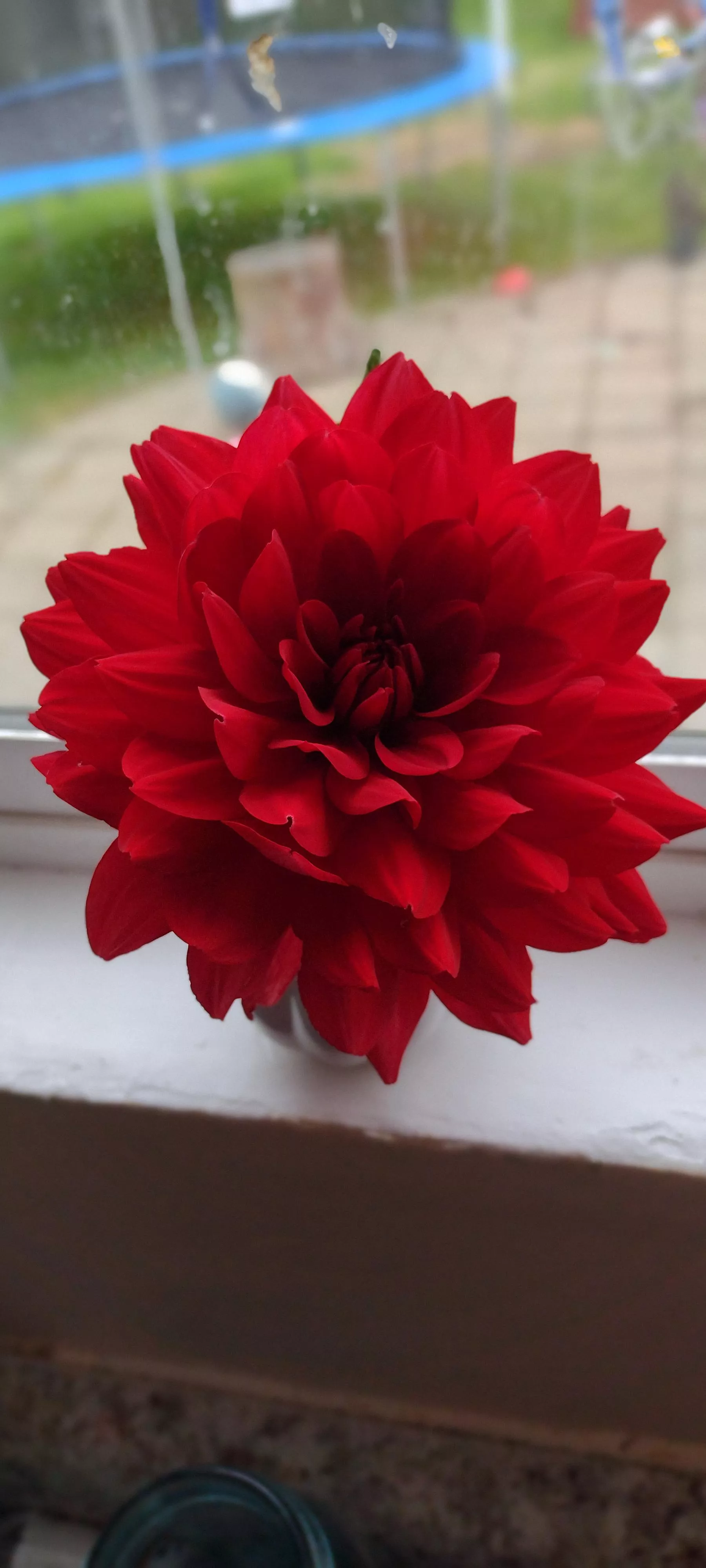 having a really really bad day, I picked a flower that I grew in my garden I want to show you