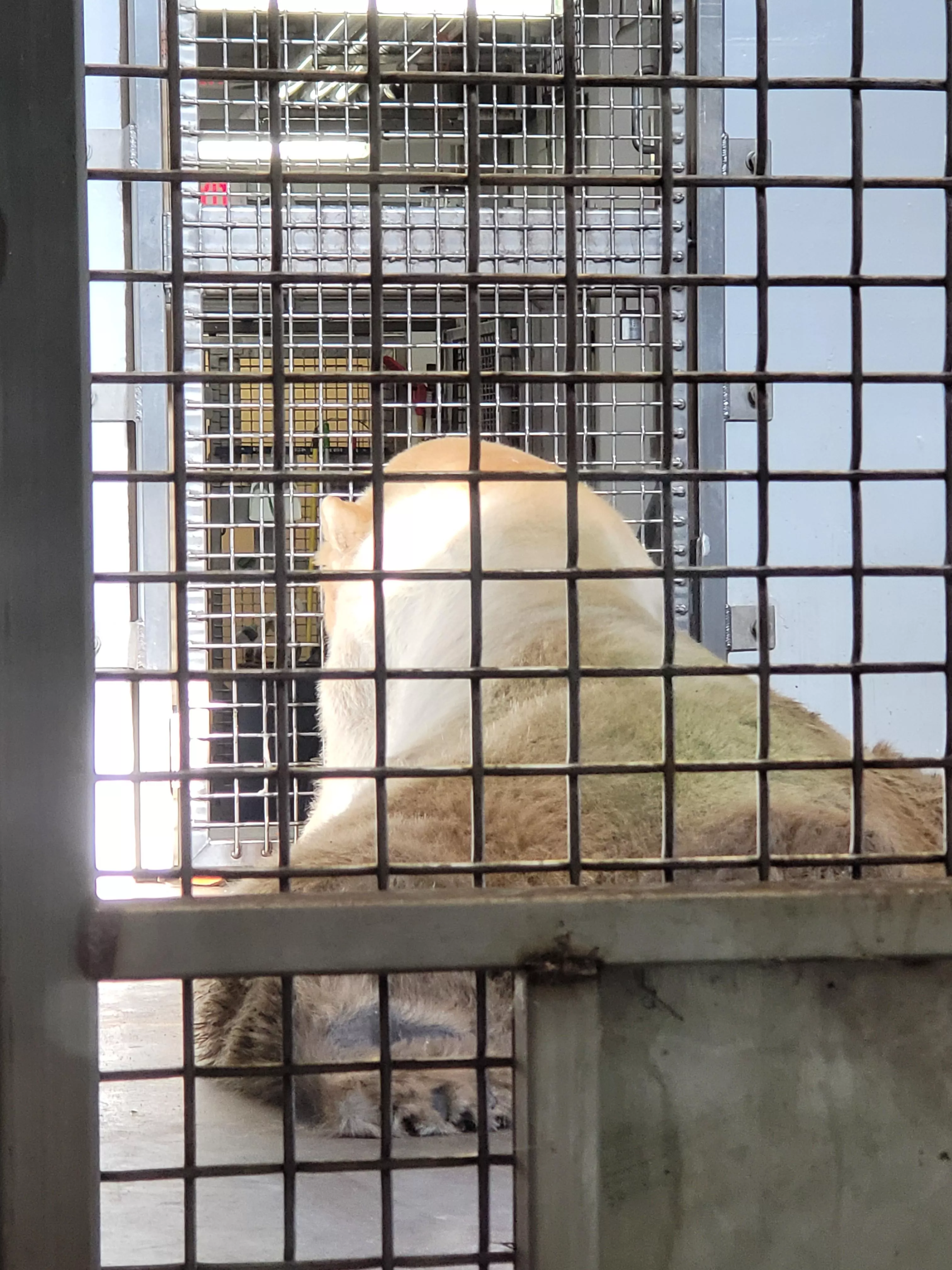 I wanted to pet him soooo bad! Fluffy polar bear butts