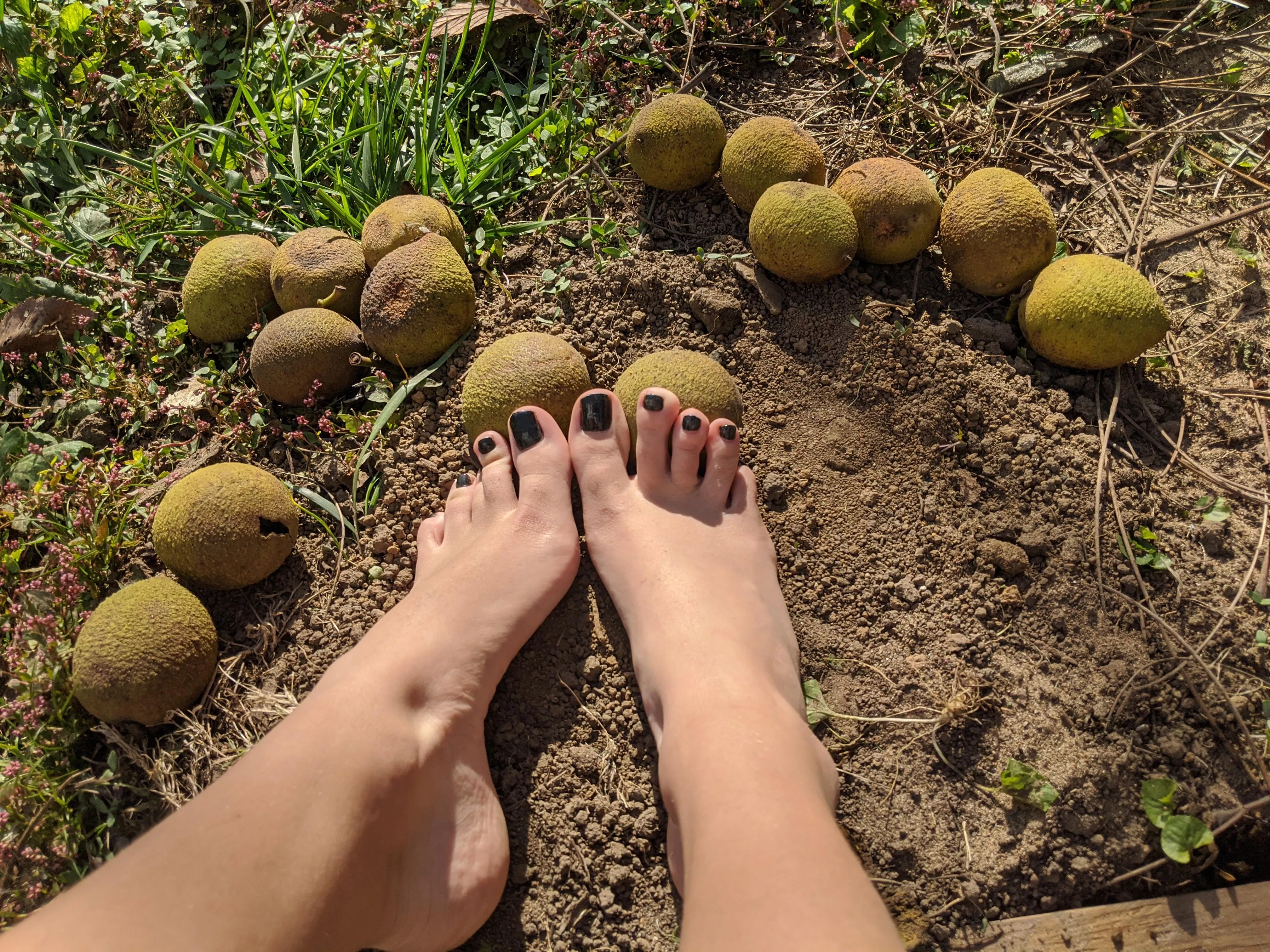 it's walnut season, which nuts should I play with?