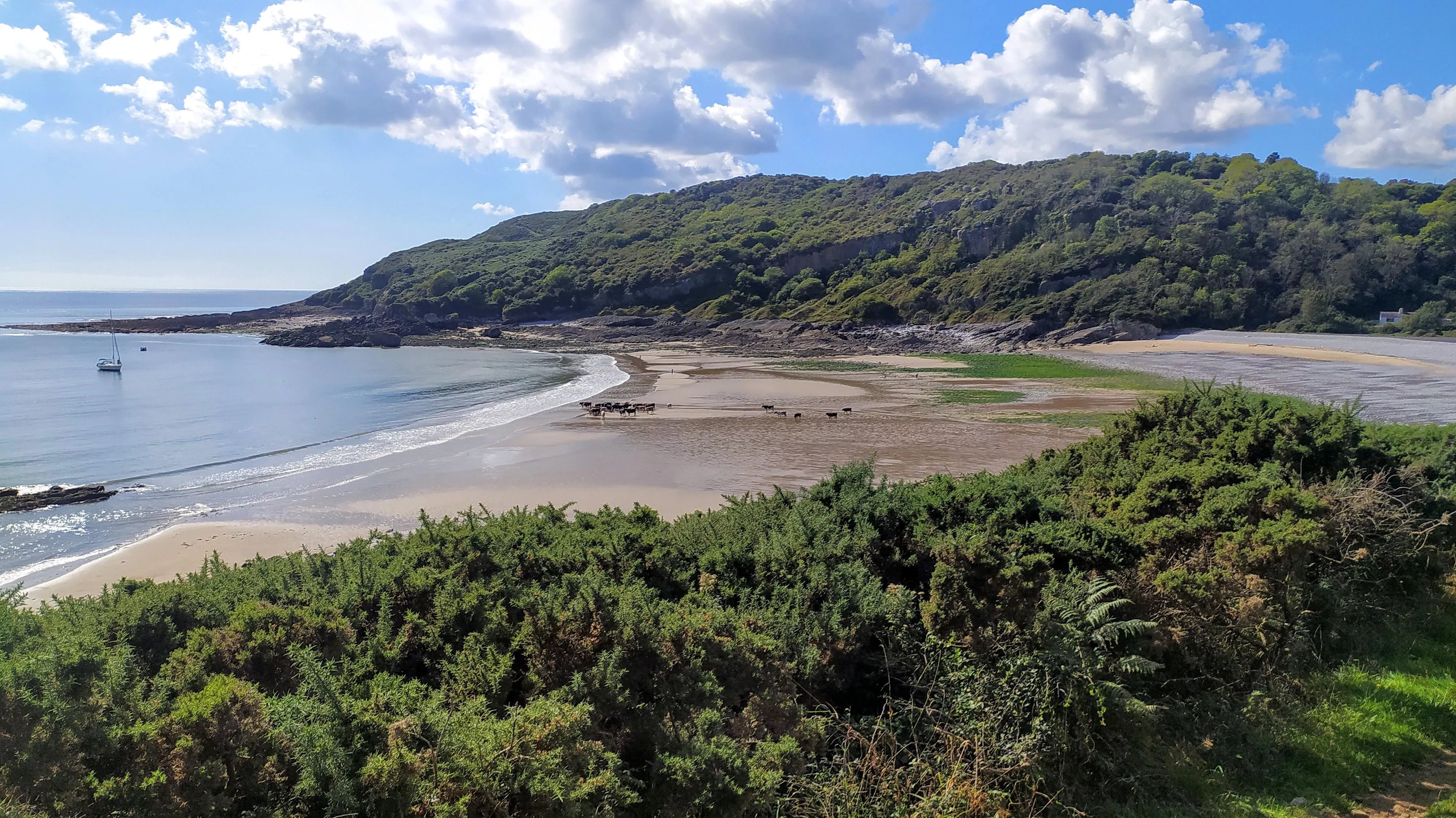 Just a few cows! Pwll Du beach, near Swansea, South Wales, UK.