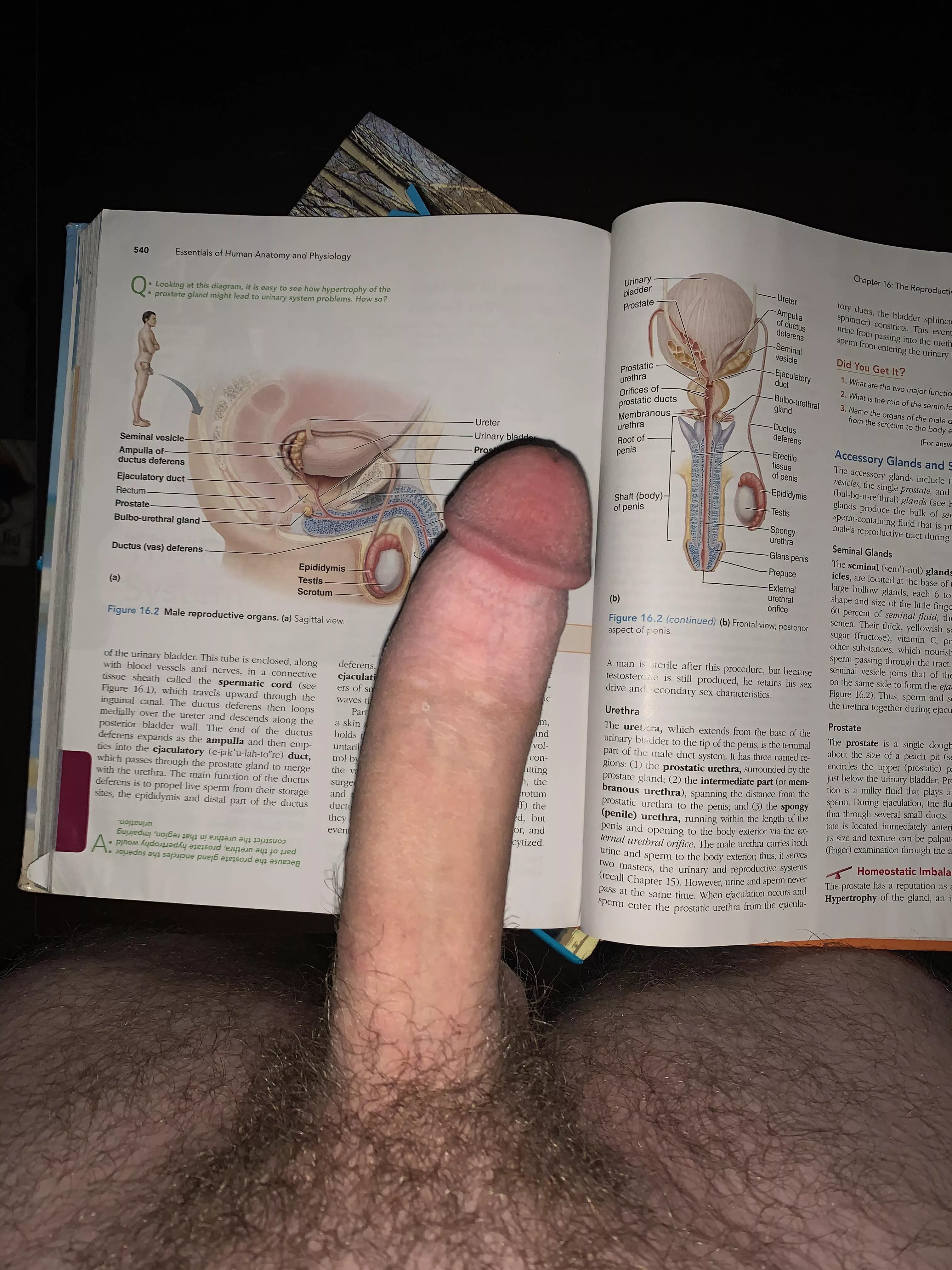 Let’s study anatomy?