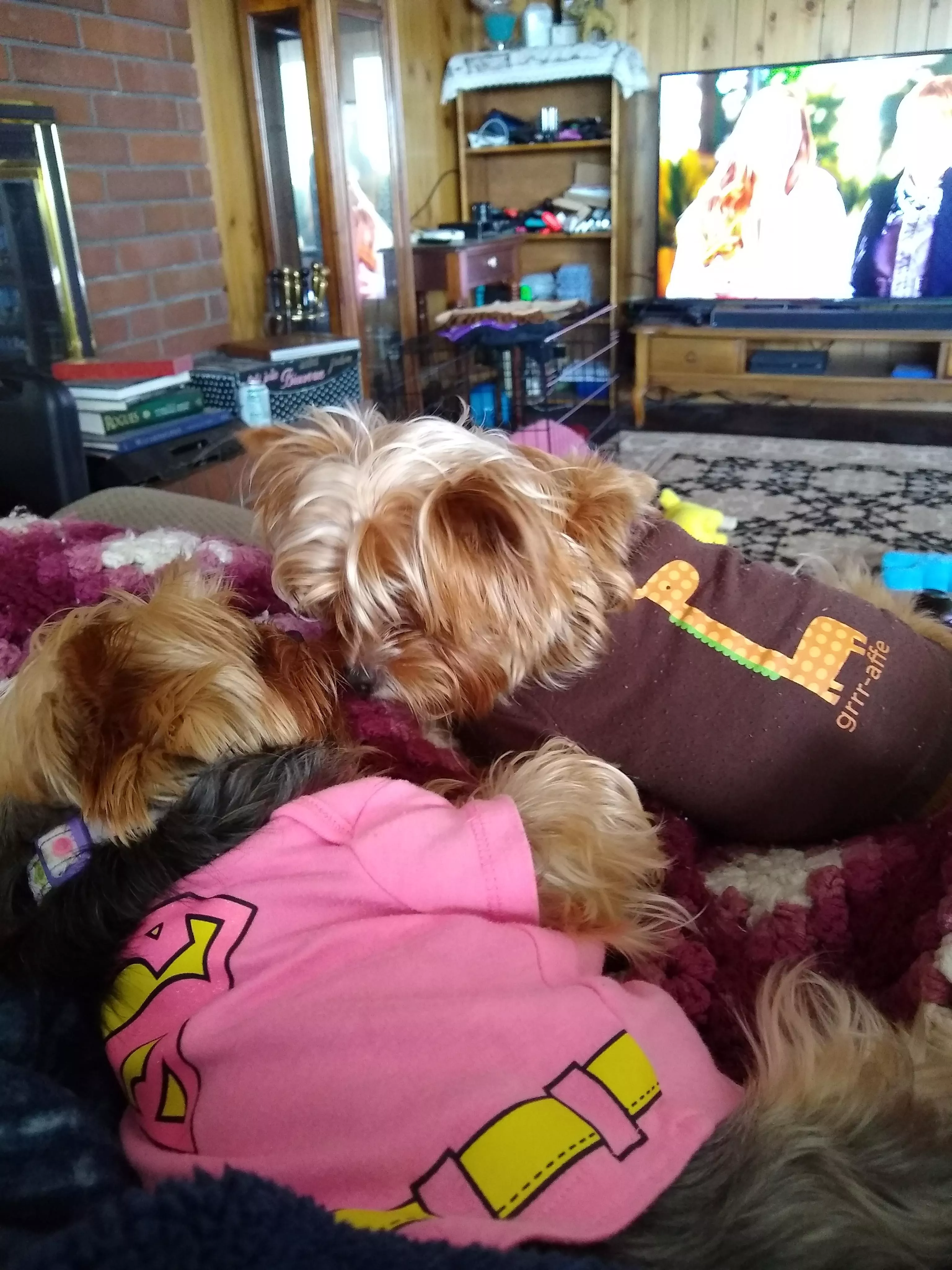 Little Yorkies laying down together