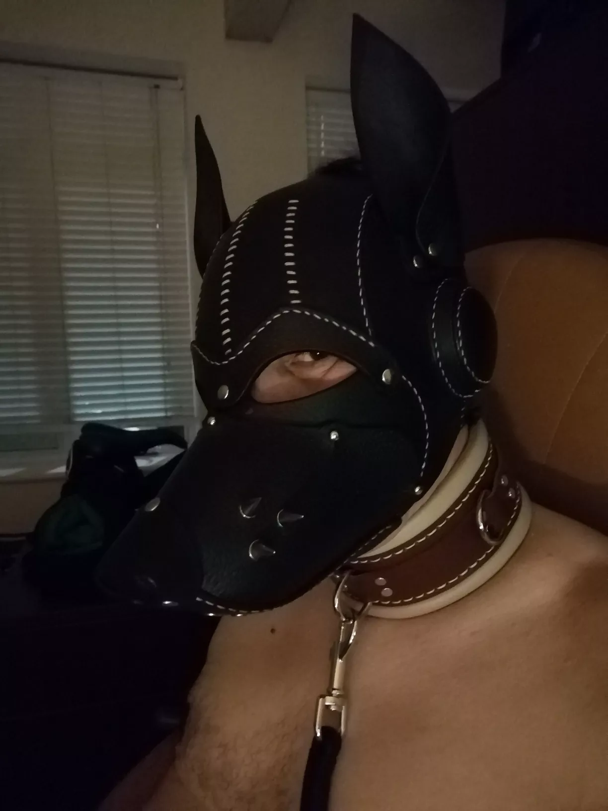 My all-leather hood, collar and leash. Mmmh smells so good. Woof!