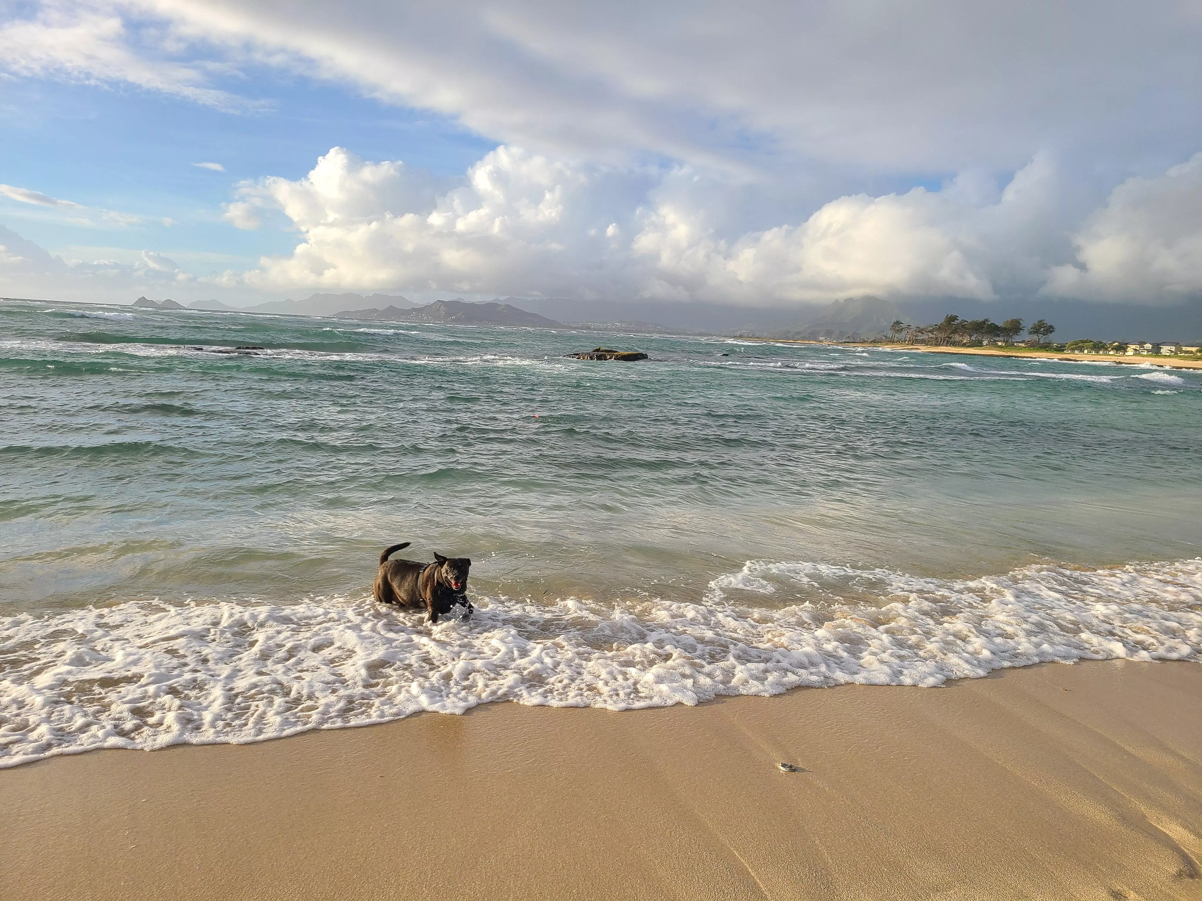 My puppy playing in the water.