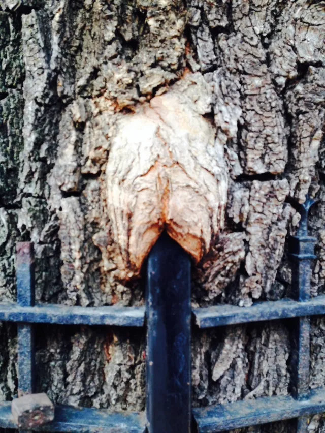 NSFW Tree