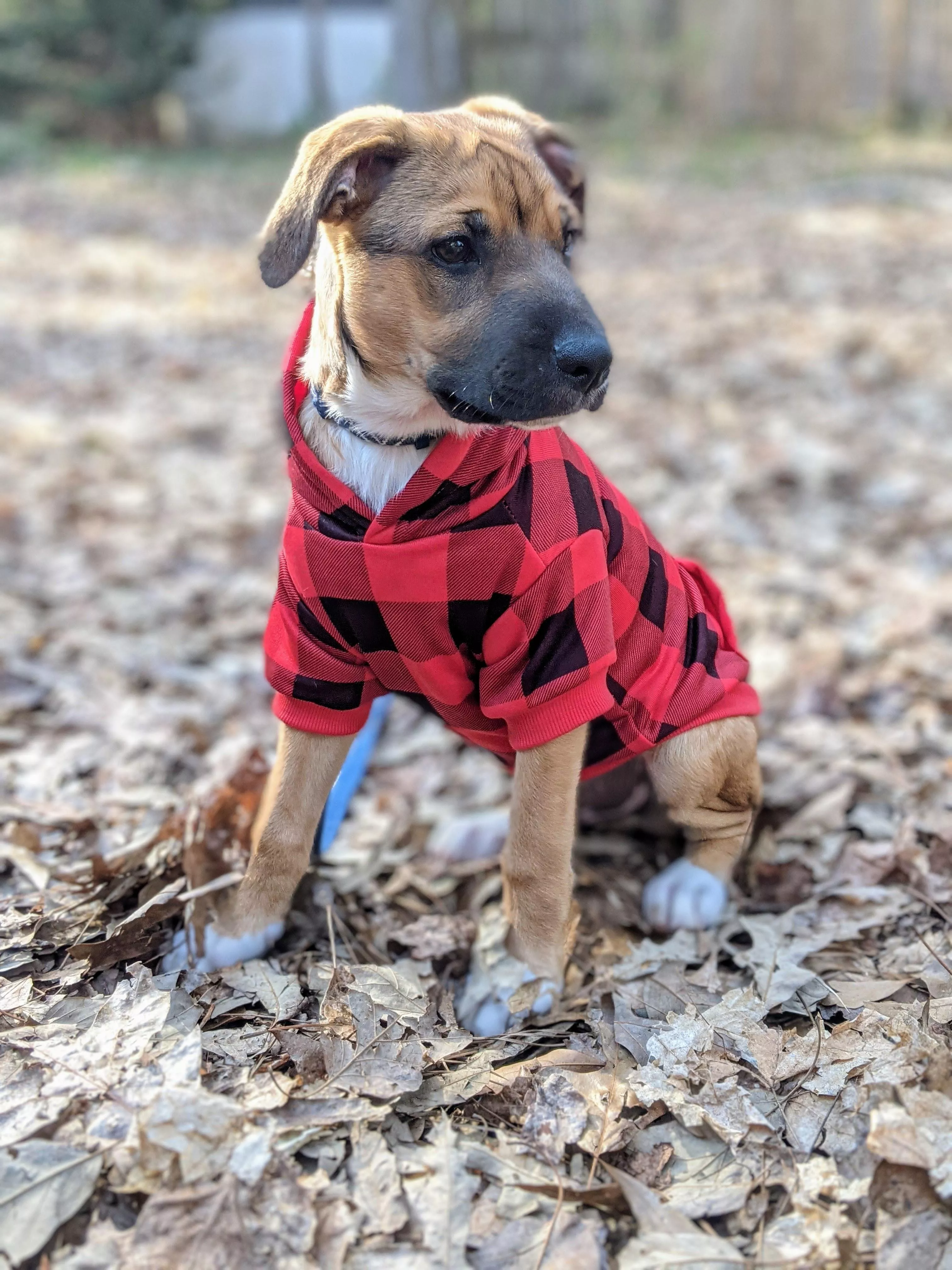 Otis lookin' sharp in his new sweater :3