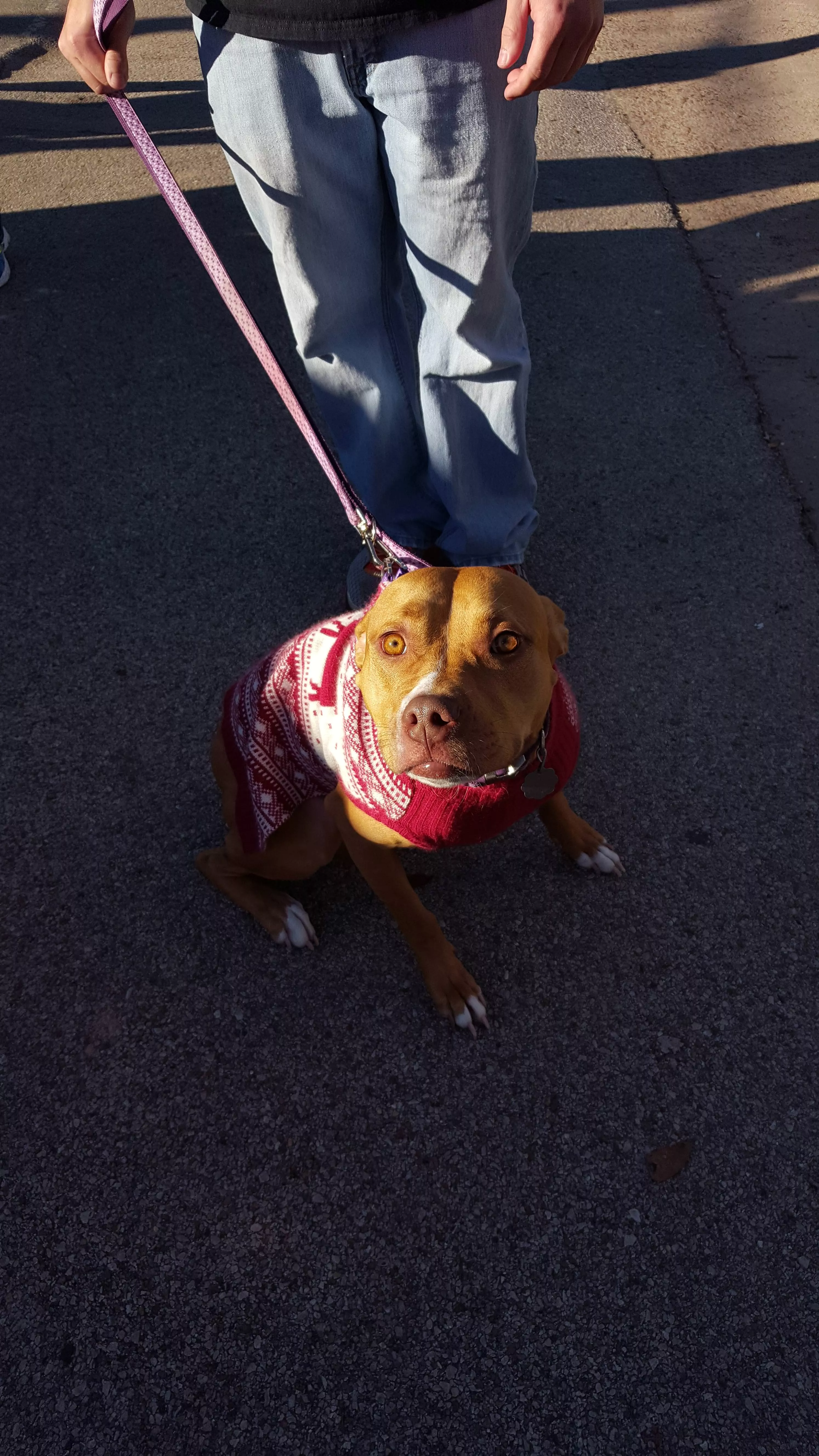 Peppermint Pibble