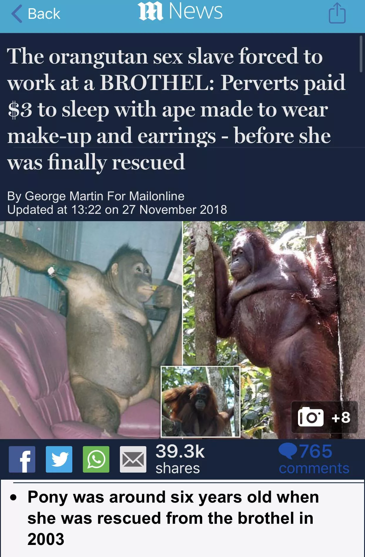 Pony, the orangutan former sex slave!