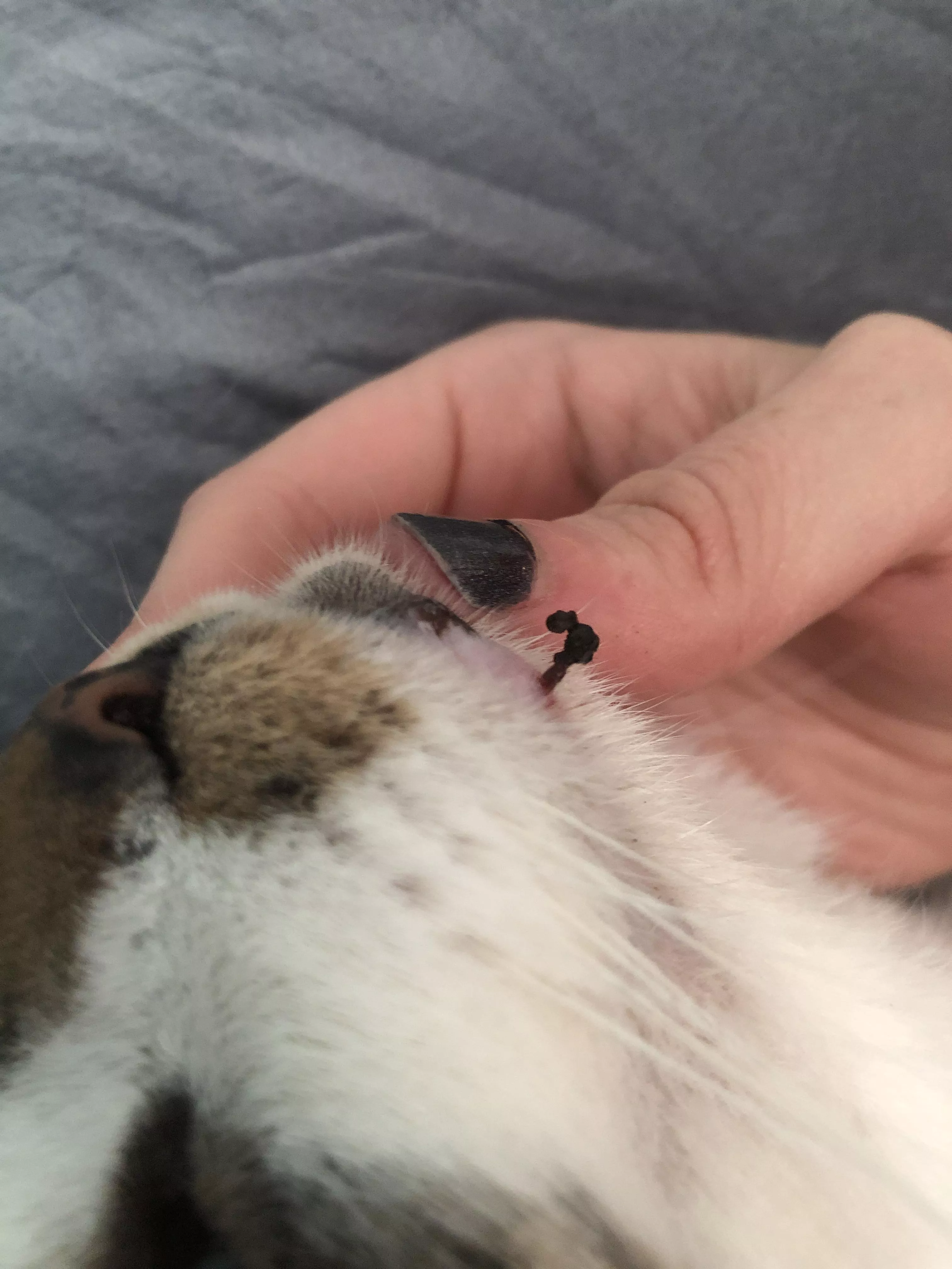 Popped this blackhead on my cats chin today