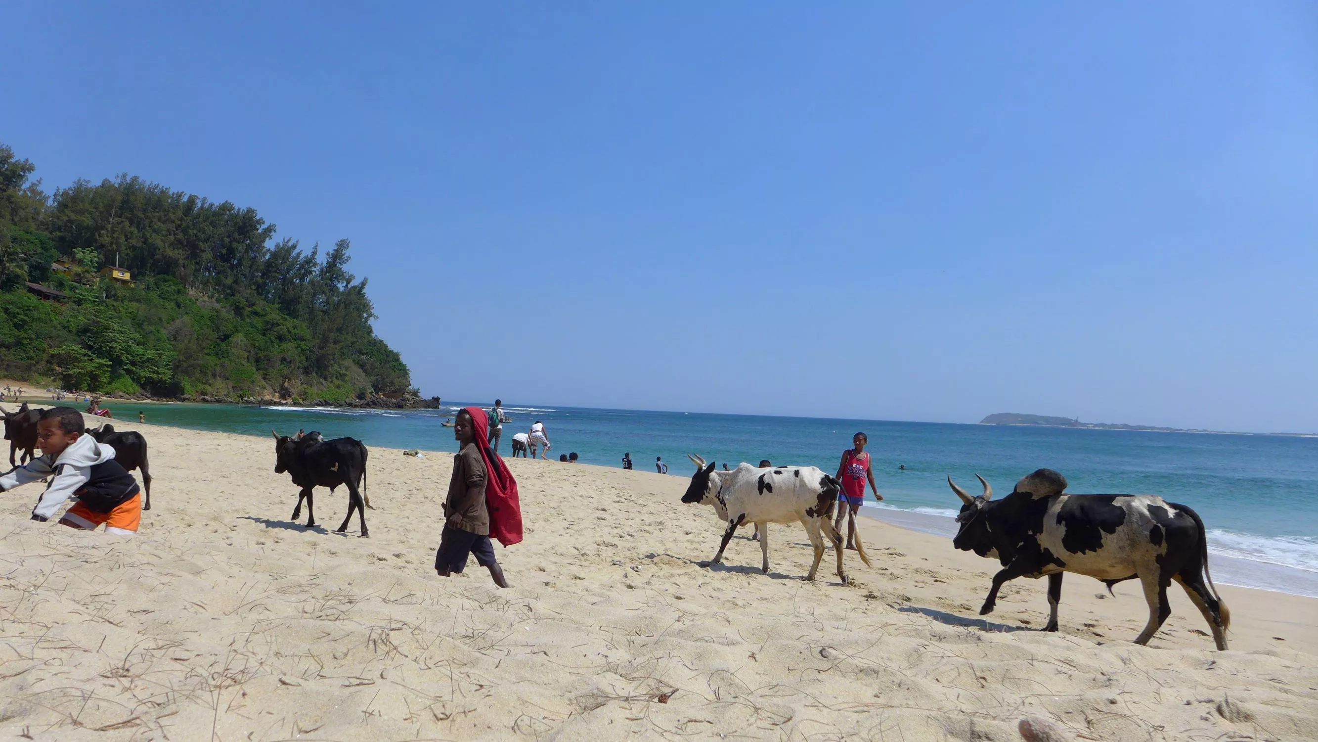 Sandy Cows