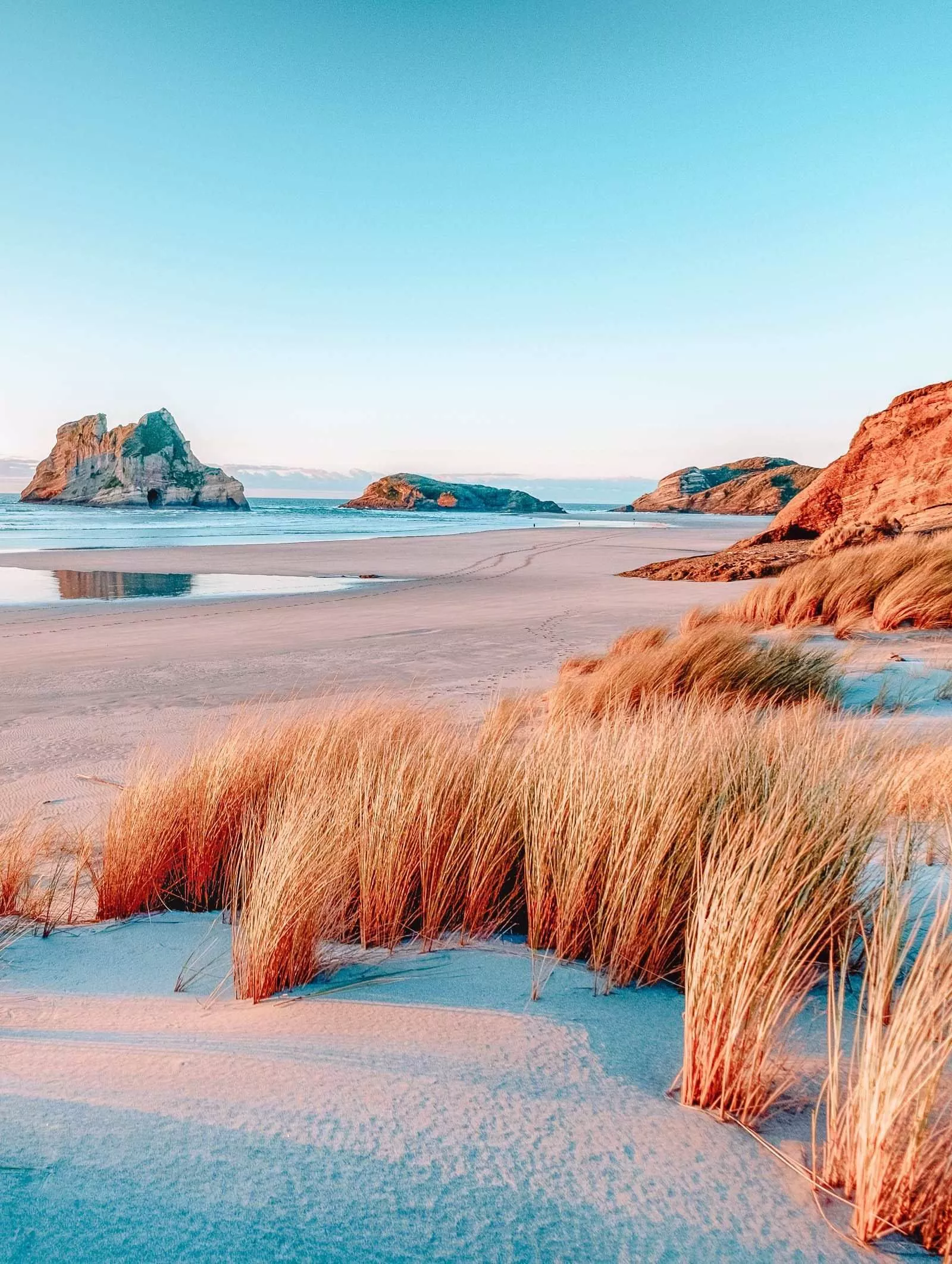 The planting on the beach is distinguished by its yellow color