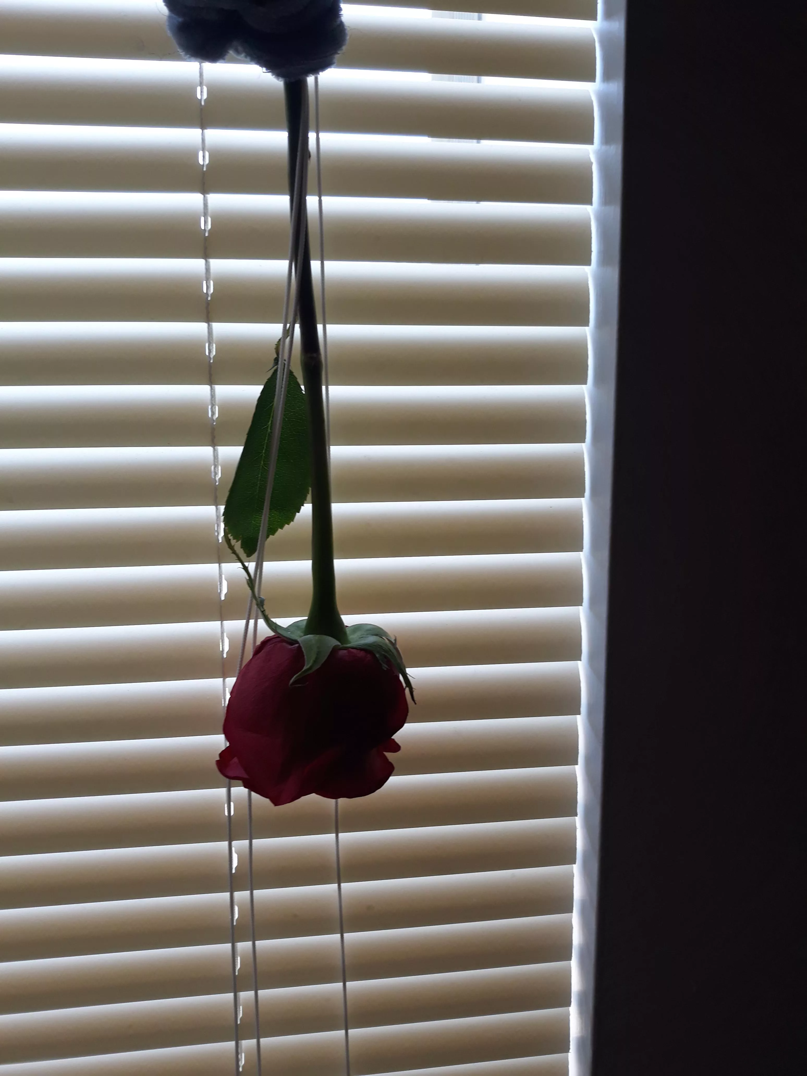 ðŸ’–ðŸŒ¹ðŸ’–The Rose Daddy Gave Me Last NightðŸ’–ðŸŒ¹ðŸ’–