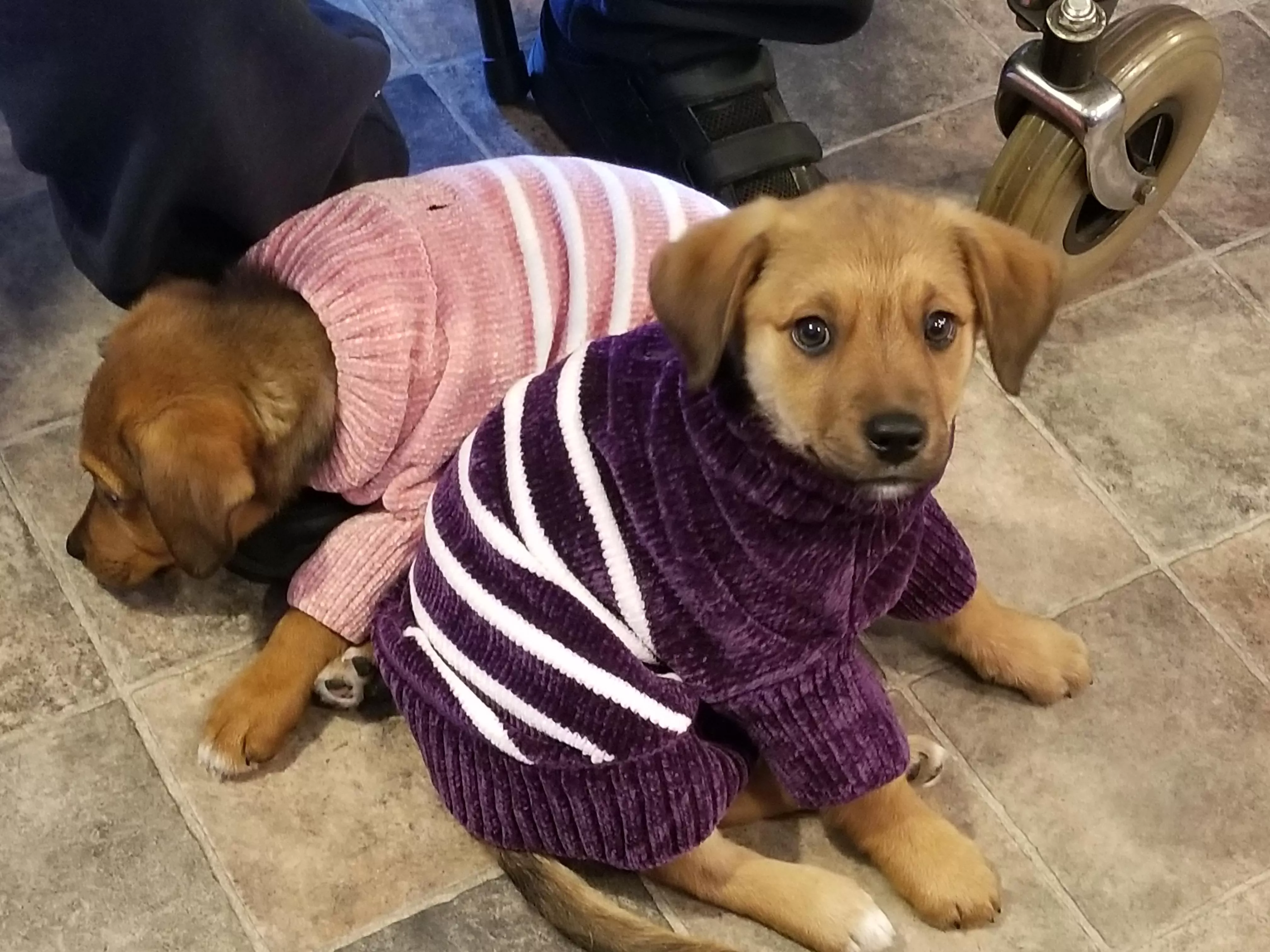 They've nearly grown into their sweaters already!