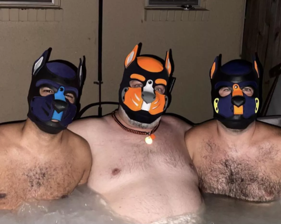 Three pups in a hot tub. No feet apart because they are gay.