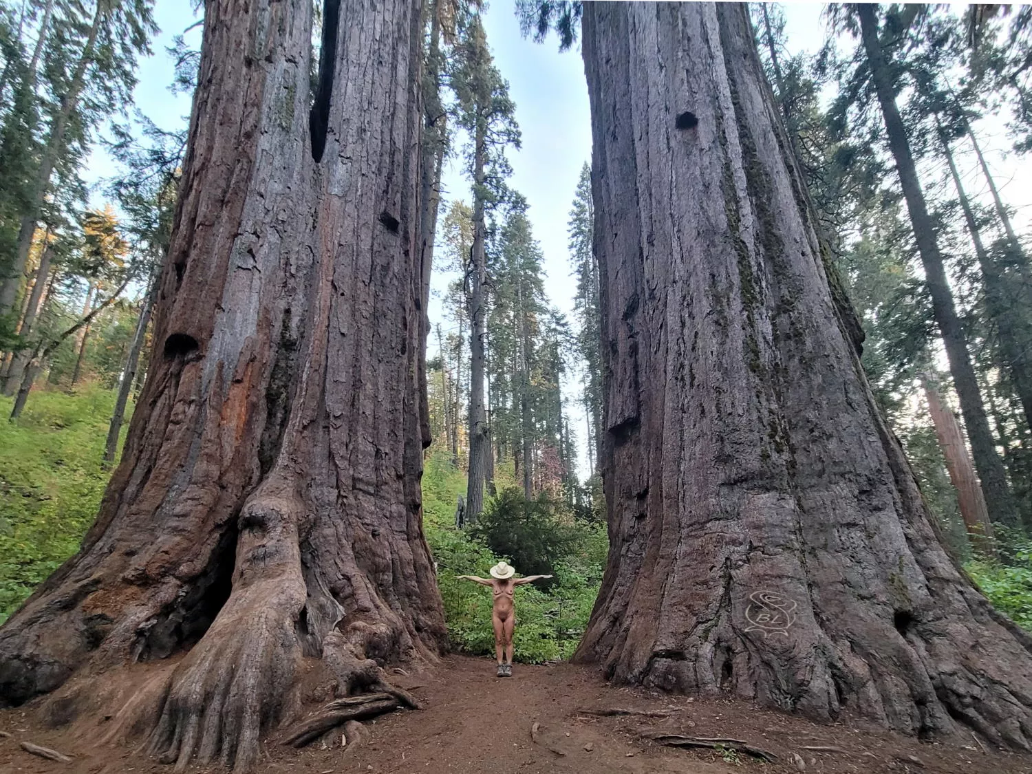 ðŸŒ² Tiny Twixt Titanic Trees ðŸŒ²