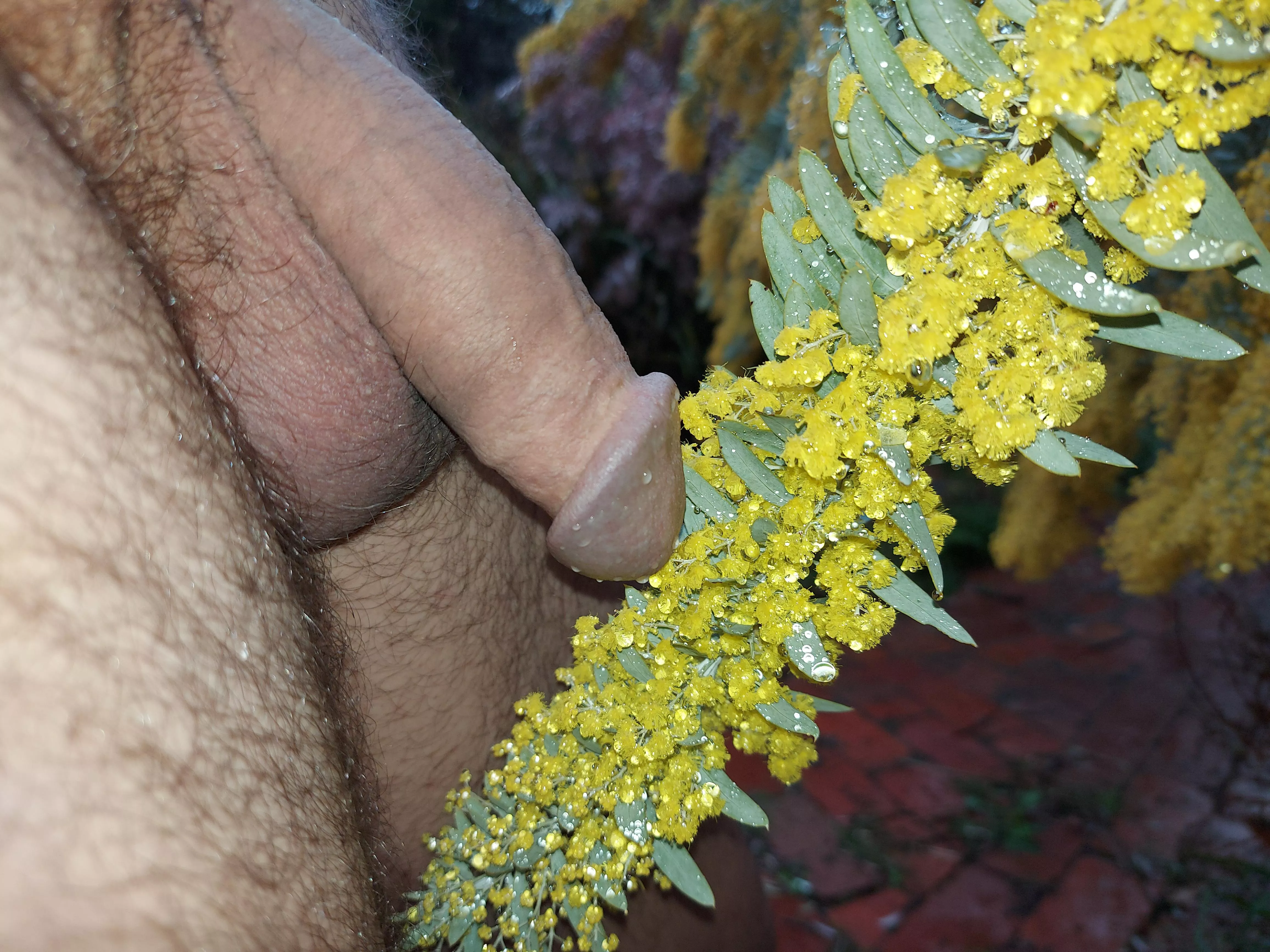 Wattle I do on this cold wet day without you?