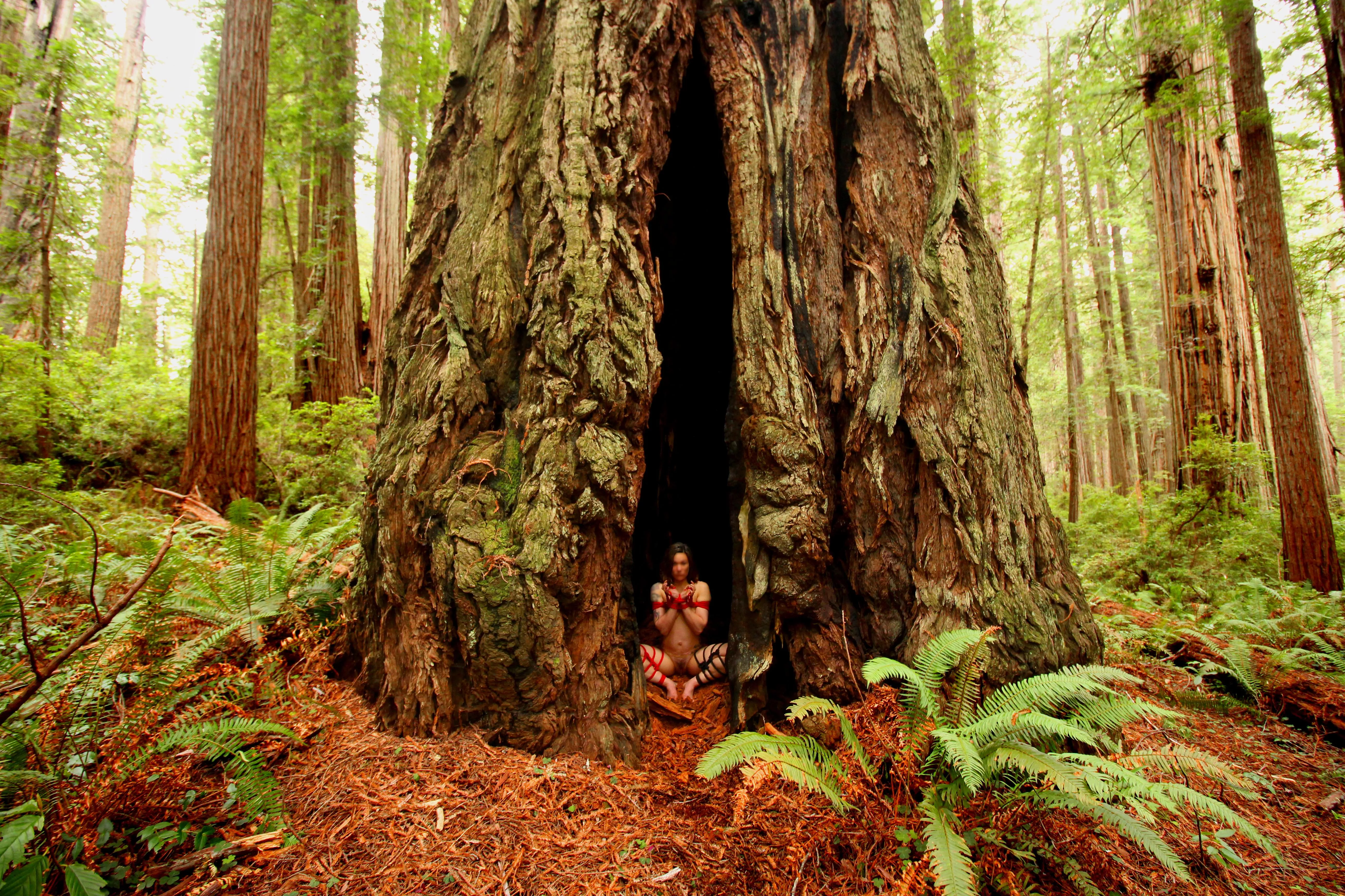 Went for a walk in the redwoods. The scenery did not disappoint