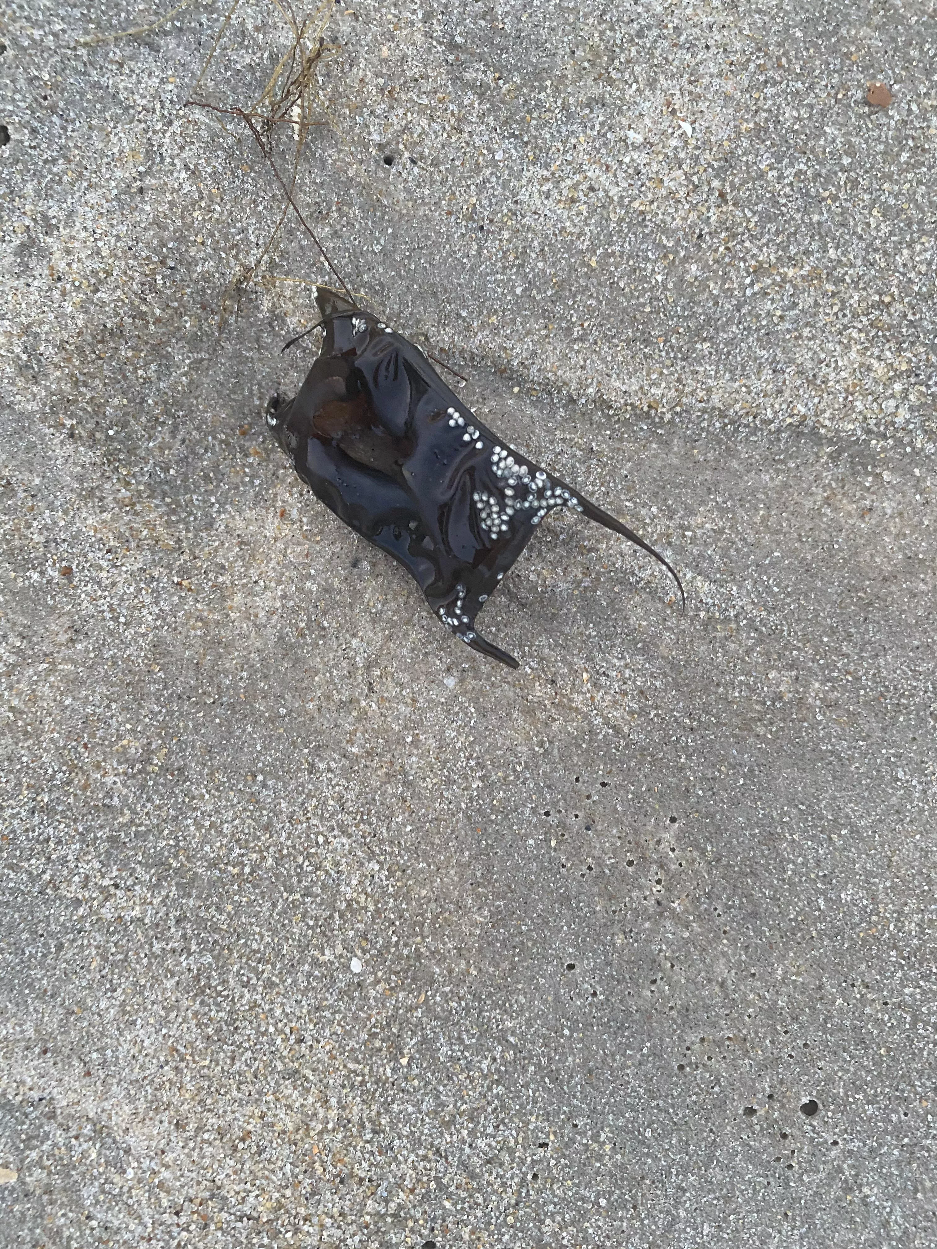 What is this? It’s on the beach.