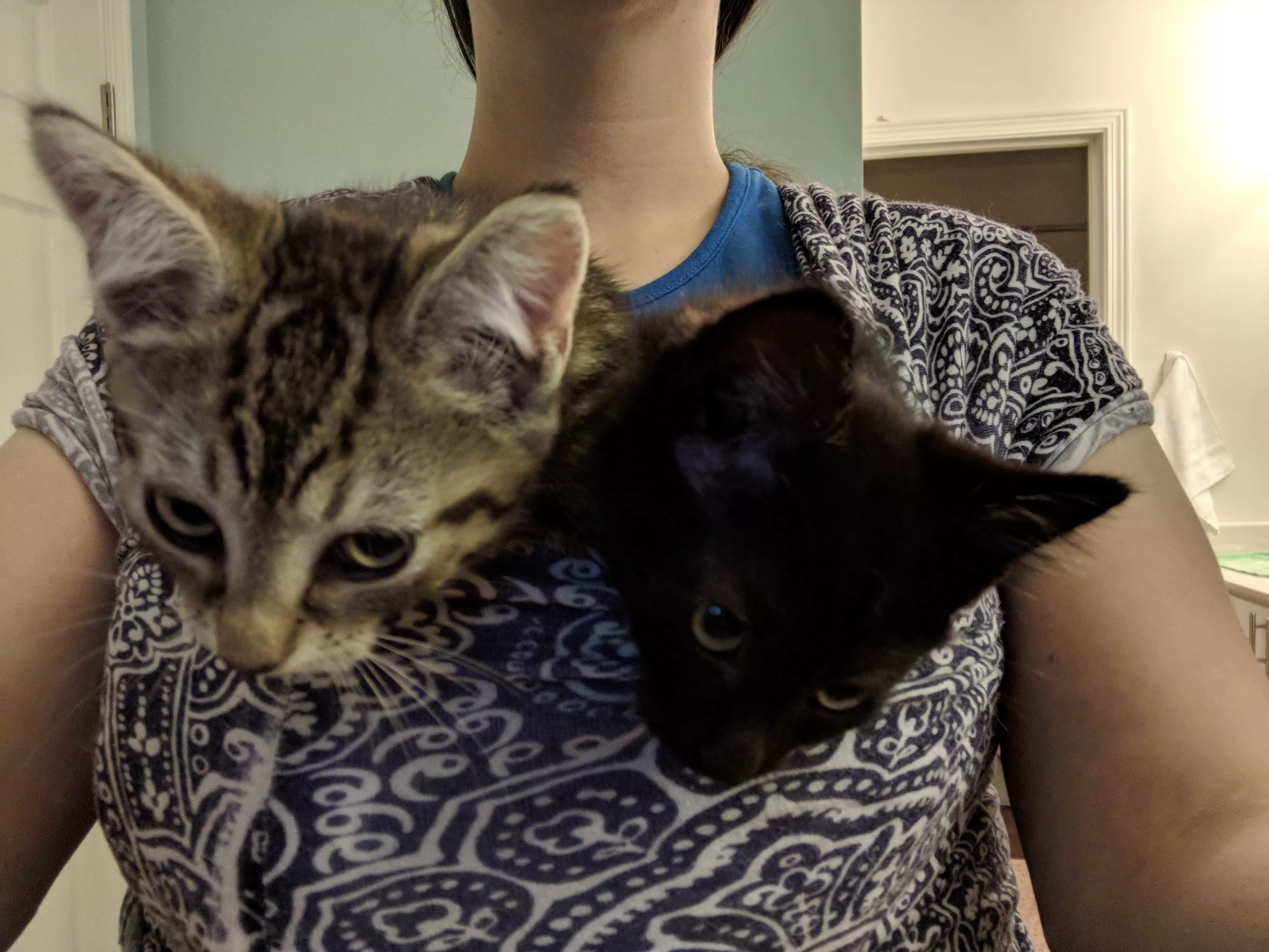 What's better than one kitten tucked in a swaddle? TWO KITTENS TUCKED IN A SWADDLE!